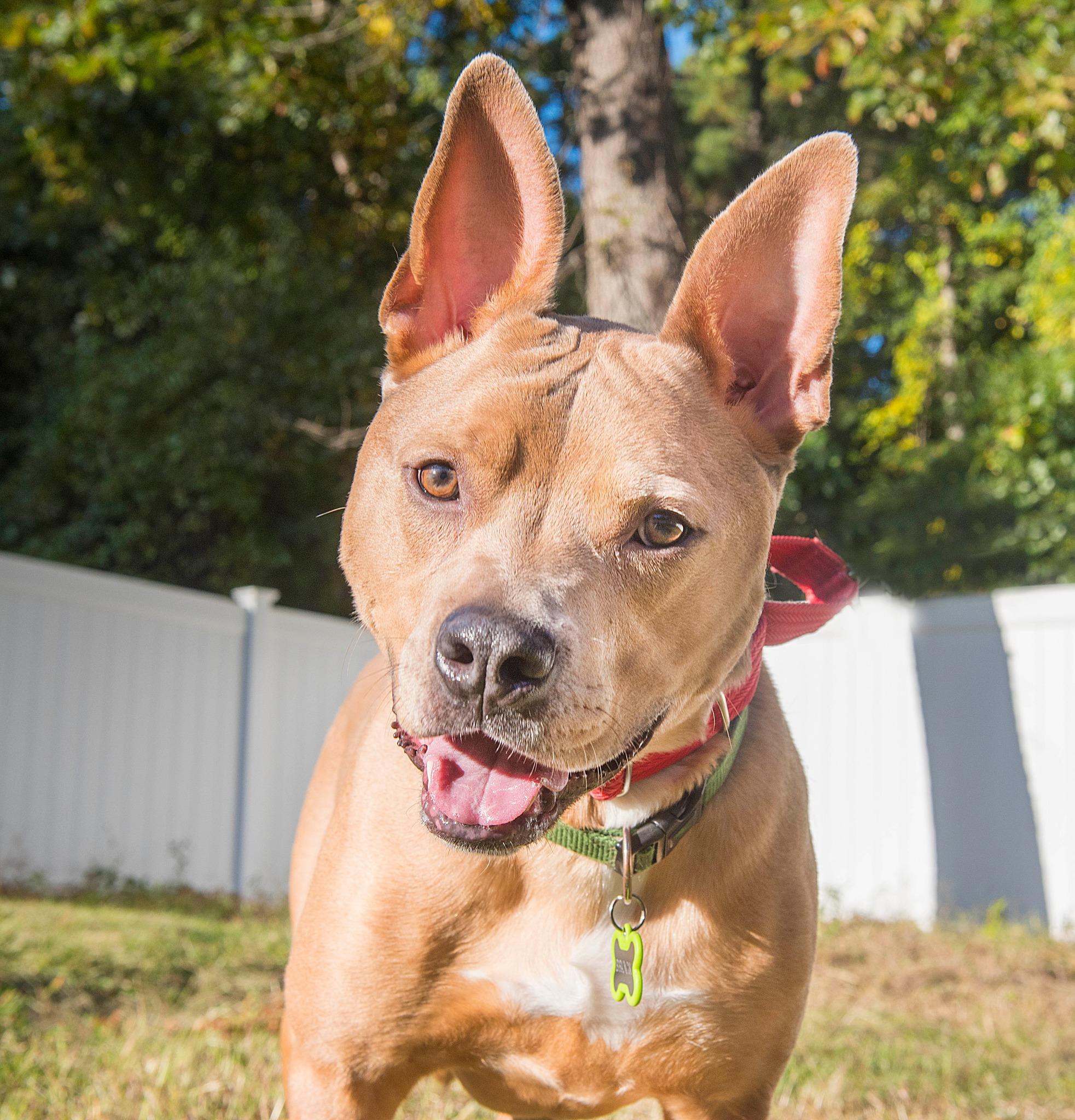 Enlarge Stitch, a Adoptable mixed breed in North Haledon, NJ image 1/6
