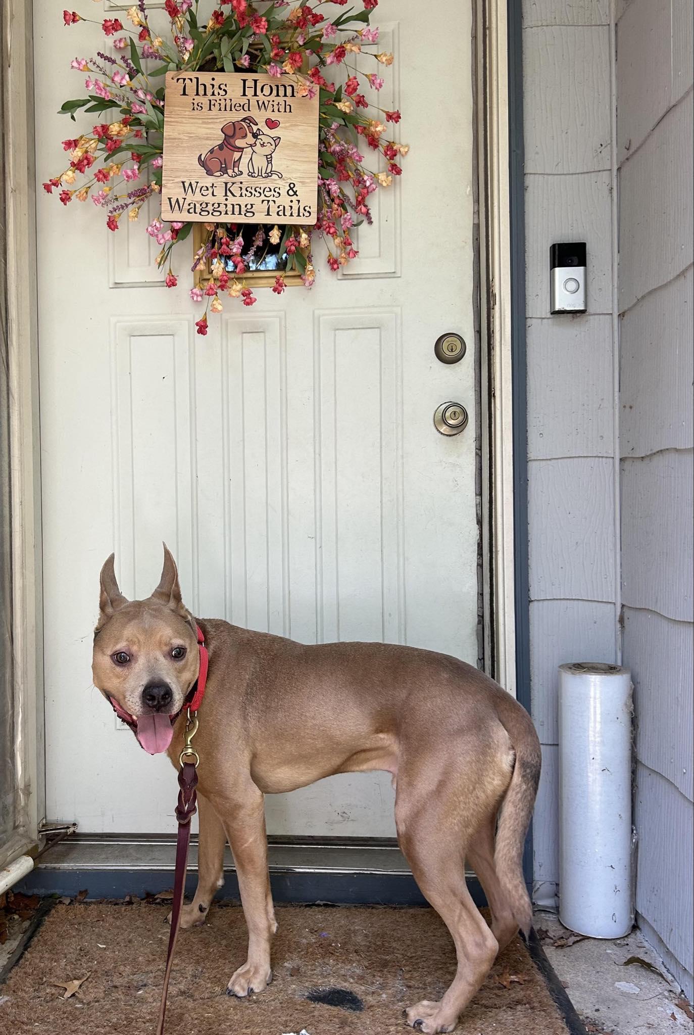 Enlarge Stitch, a Adoptable mixed breed in North Haledon, NJ image 2/6