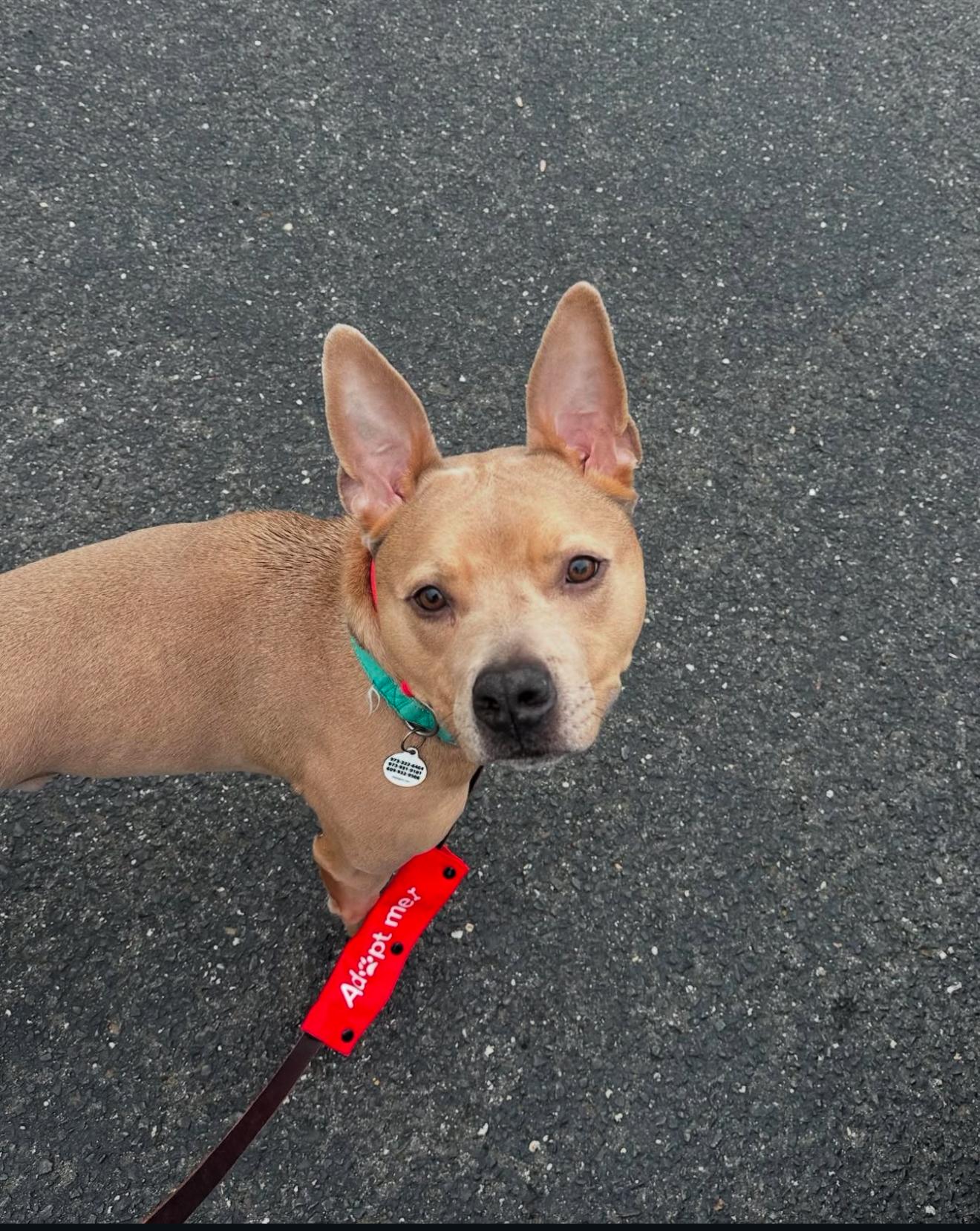 Enlarge Stitch, a Adoptable mixed breed in North Haledon, NJ image 3/6