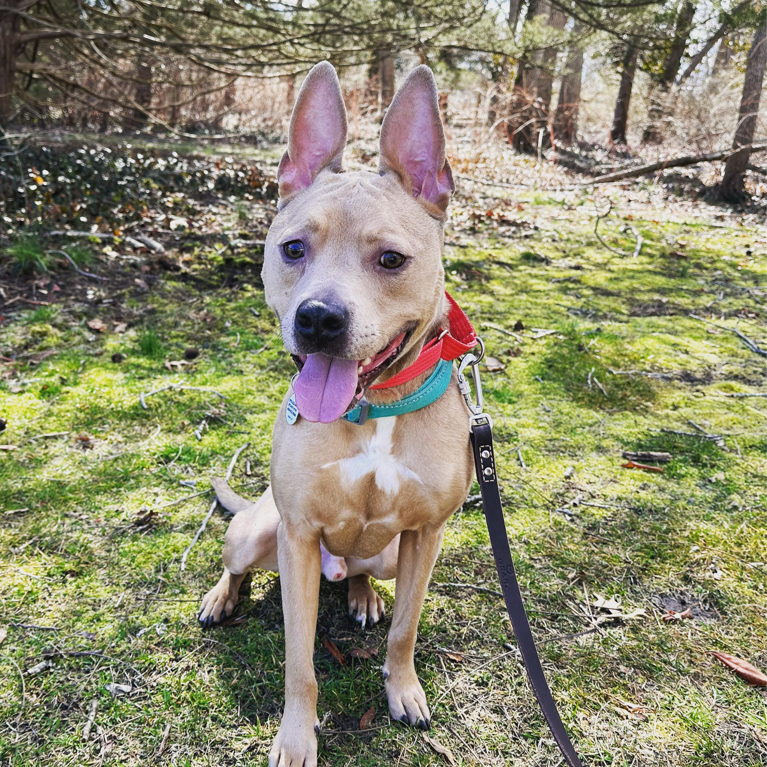 Enlarge Stitch, a Adoptable mixed breed in North Haledon, NJ image 4/6