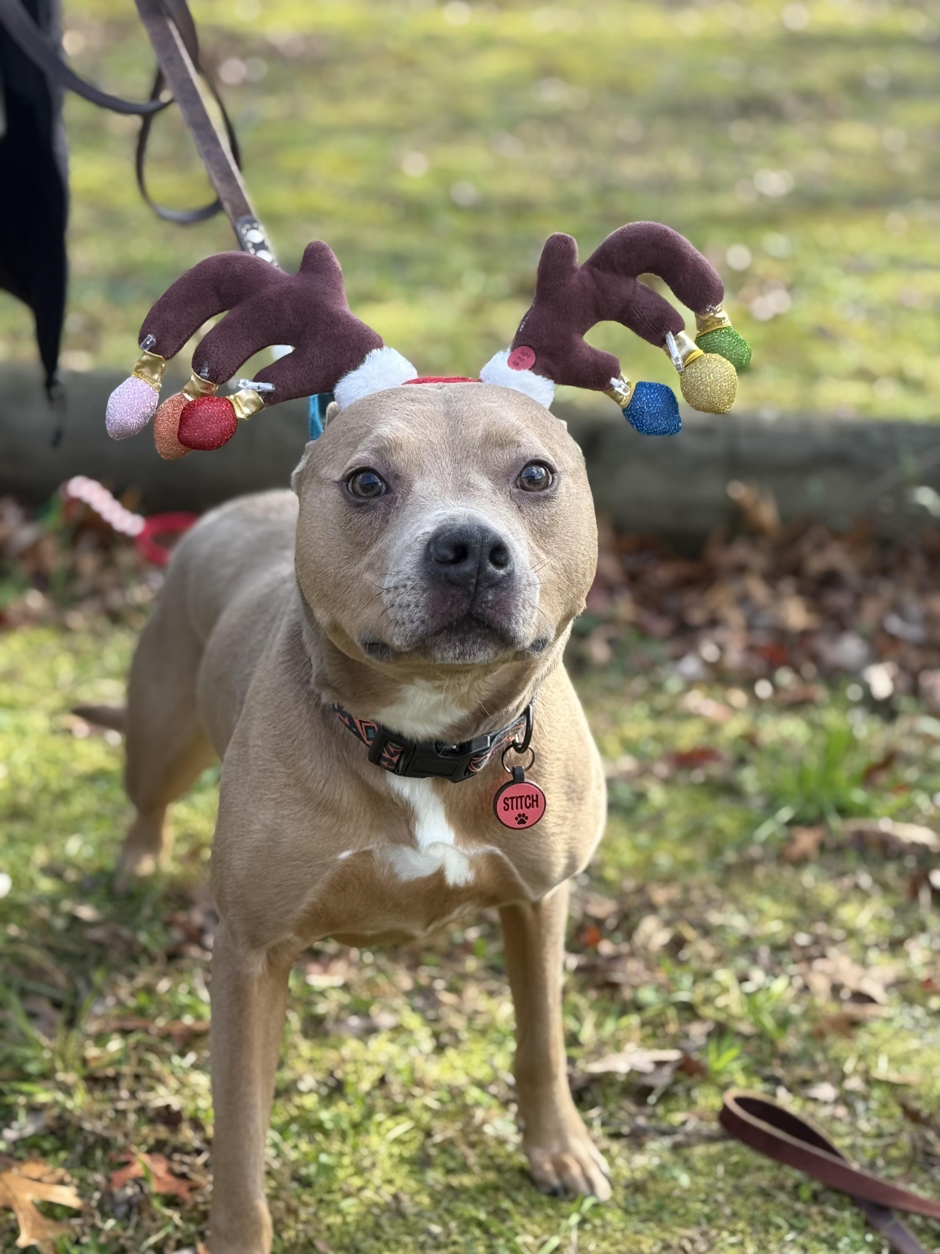 Enlarge Stitch, a Adoptable mixed breed in North Haledon, NJ image 5/6