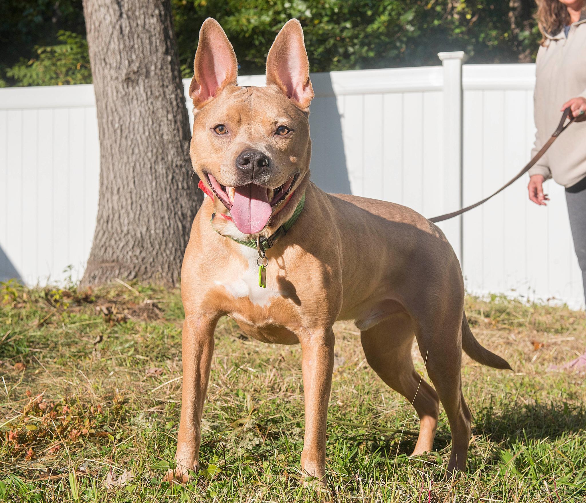 Enlarge Stitch, a Adoptable mixed breed in North Haledon, NJ image 3/6