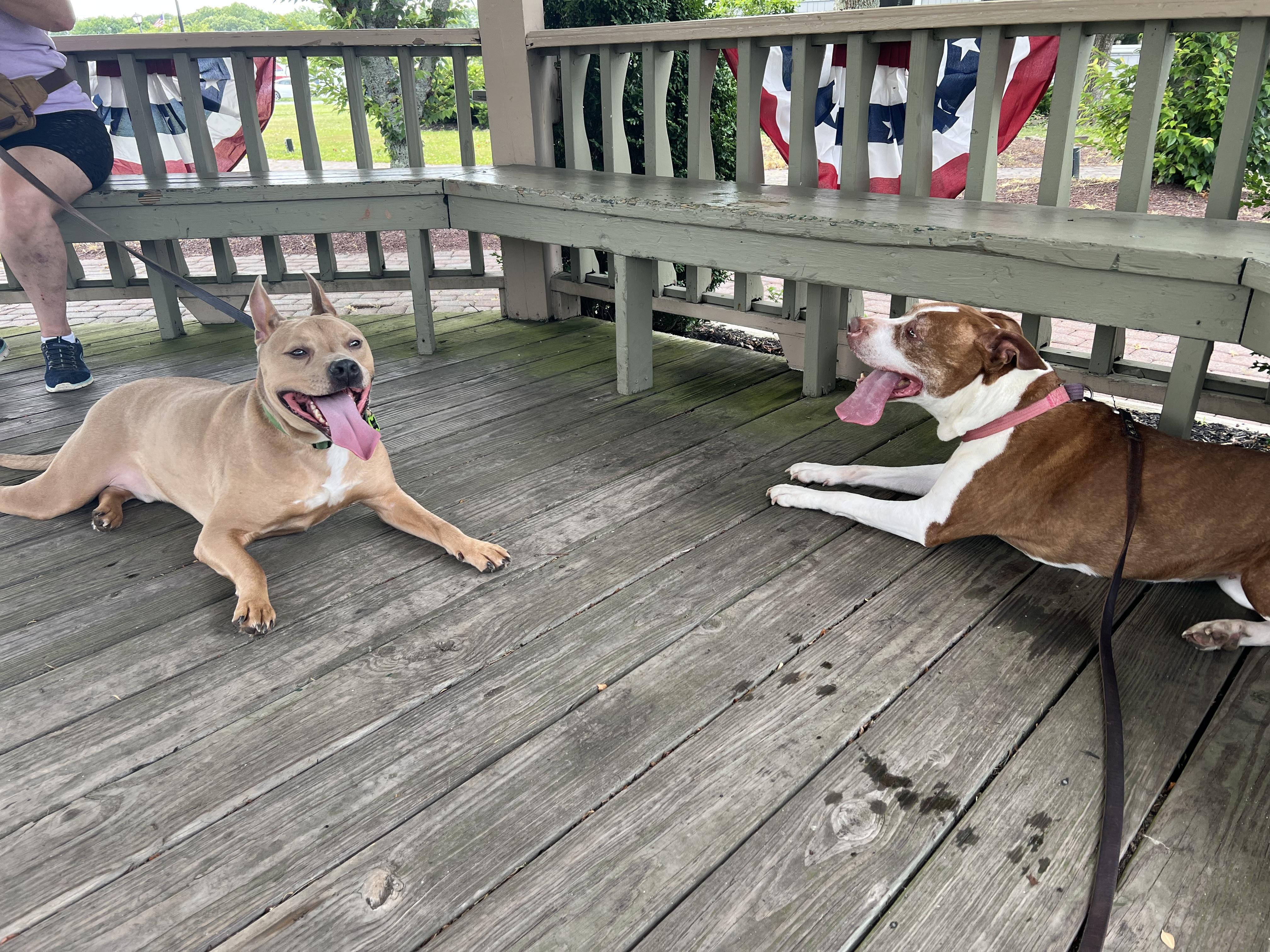 Enlarge Stitch, a Adoptable mixed breed in North Haledon, NJ image 4/6