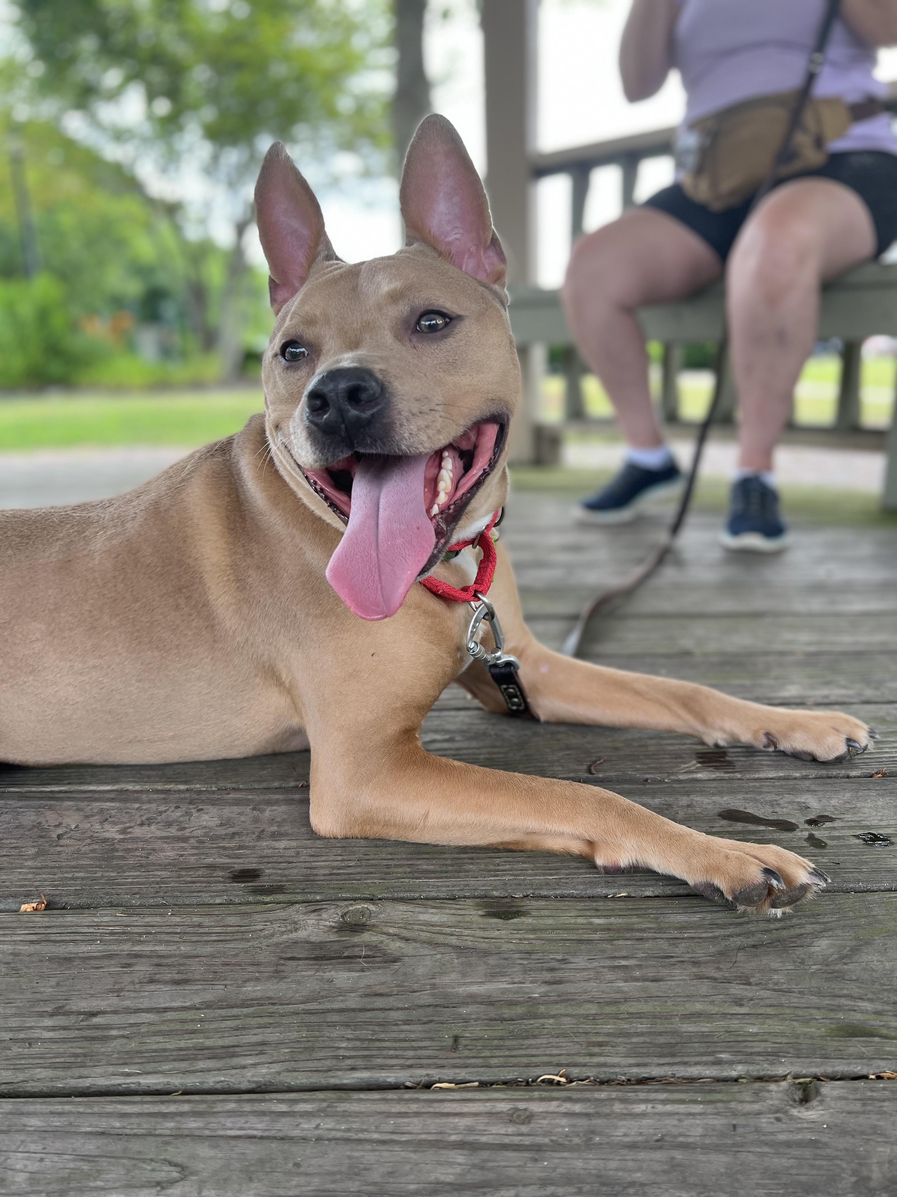 Enlarge Stitch, a Adoptable mixed breed in North Haledon, NJ image 5/6