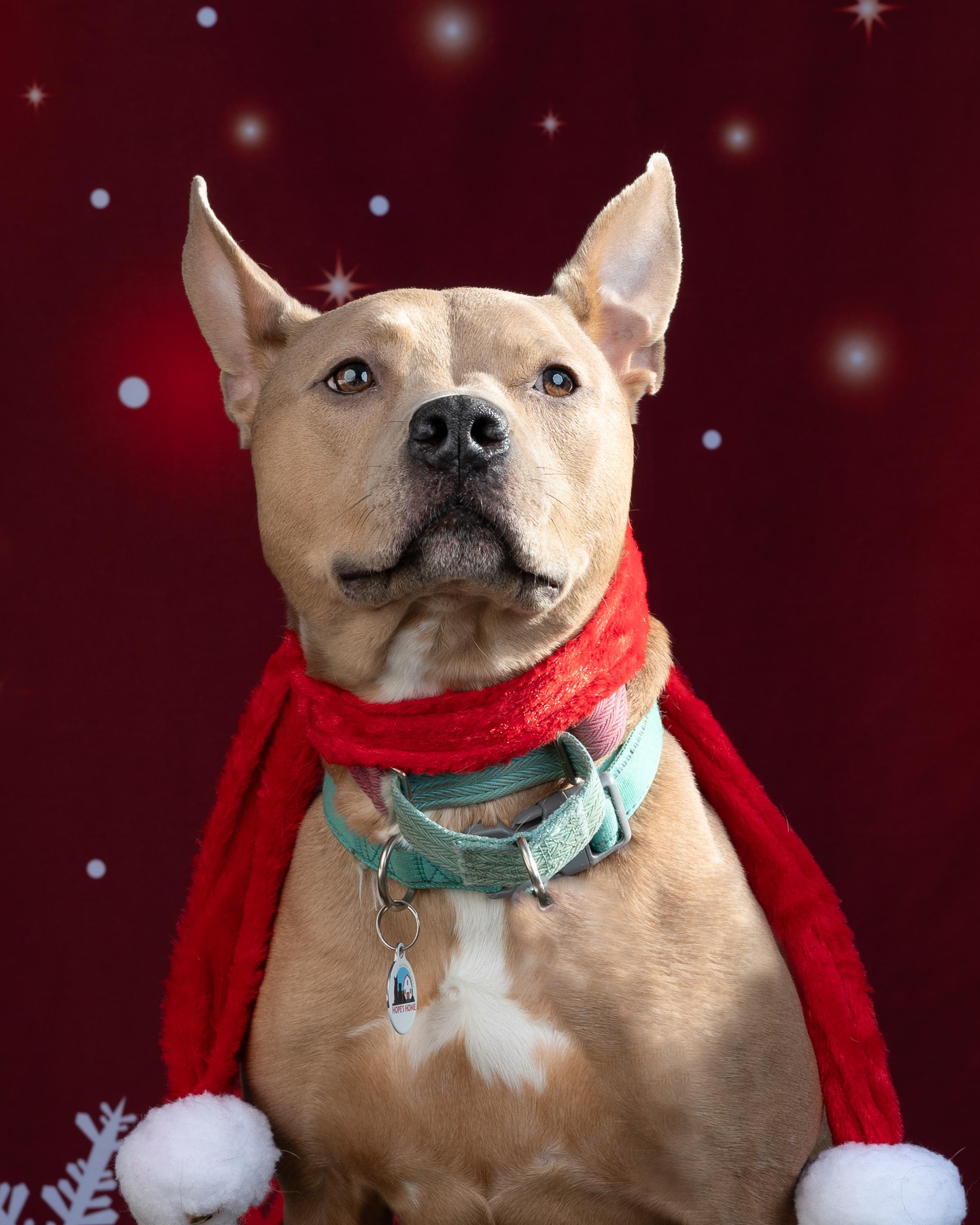 Enlarge Stitch, a Adoptable mixed breed in North Haledon, NJ image 6/6