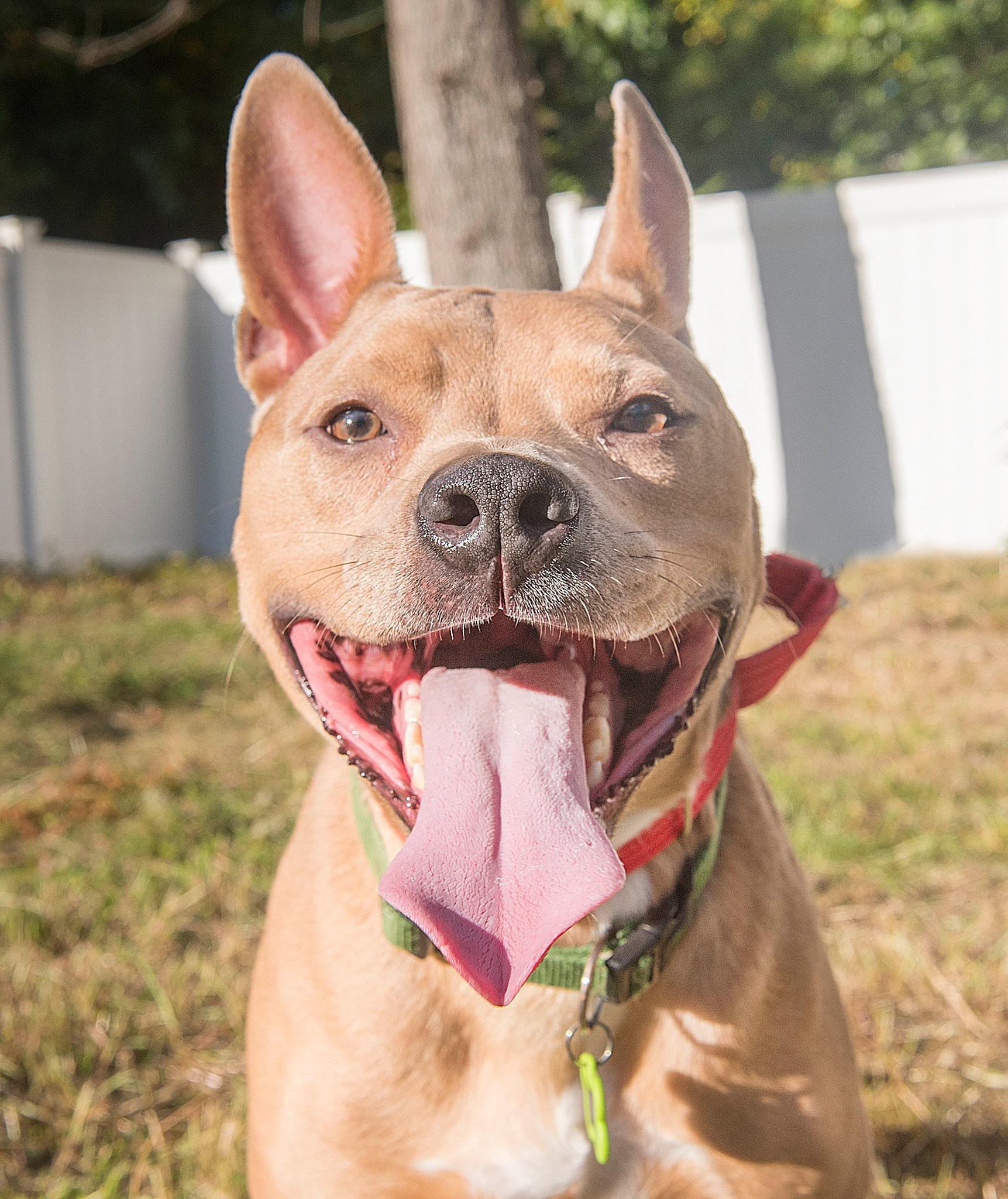 Enlarge Stitch, a Adoptable mixed breed in North Haledon, NJ image 6/6