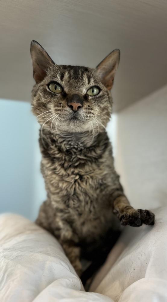 Bootleg Curly Sue, Adoptable, Adult Female Domestic Short Hair.