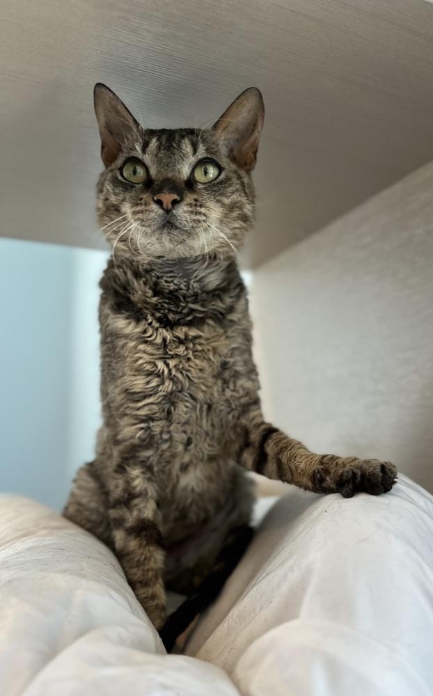Enlarge Bootleg Curly Sue, a Adoptable mixed breed in Norristown, PA image 3/3