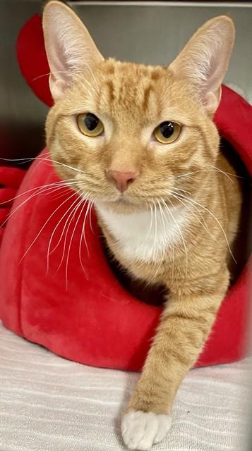 BUDDY, Adoptable, Young Male Domestic Short Hair.
