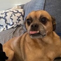 Pugsley, Adoptable, Adult Male Pug & Dachshund.