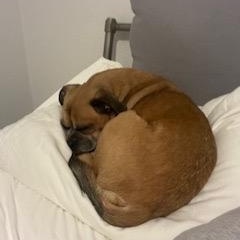 Pugsley, a Adoptable mixed breed in Garland, TX image 4/4