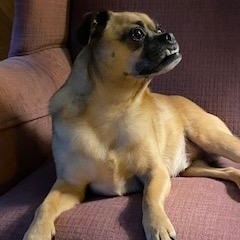 Pugsley, a Adoptable mixed breed in Garland, TX image 1/4