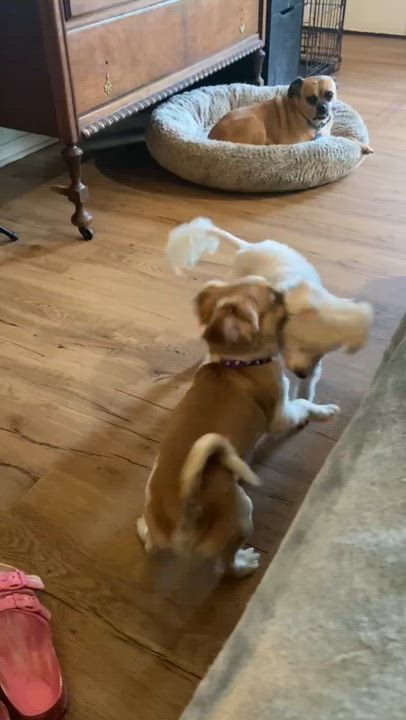 Enlarge Pugsley, a Adoptable mixed breed in Garland, TX video 2/4