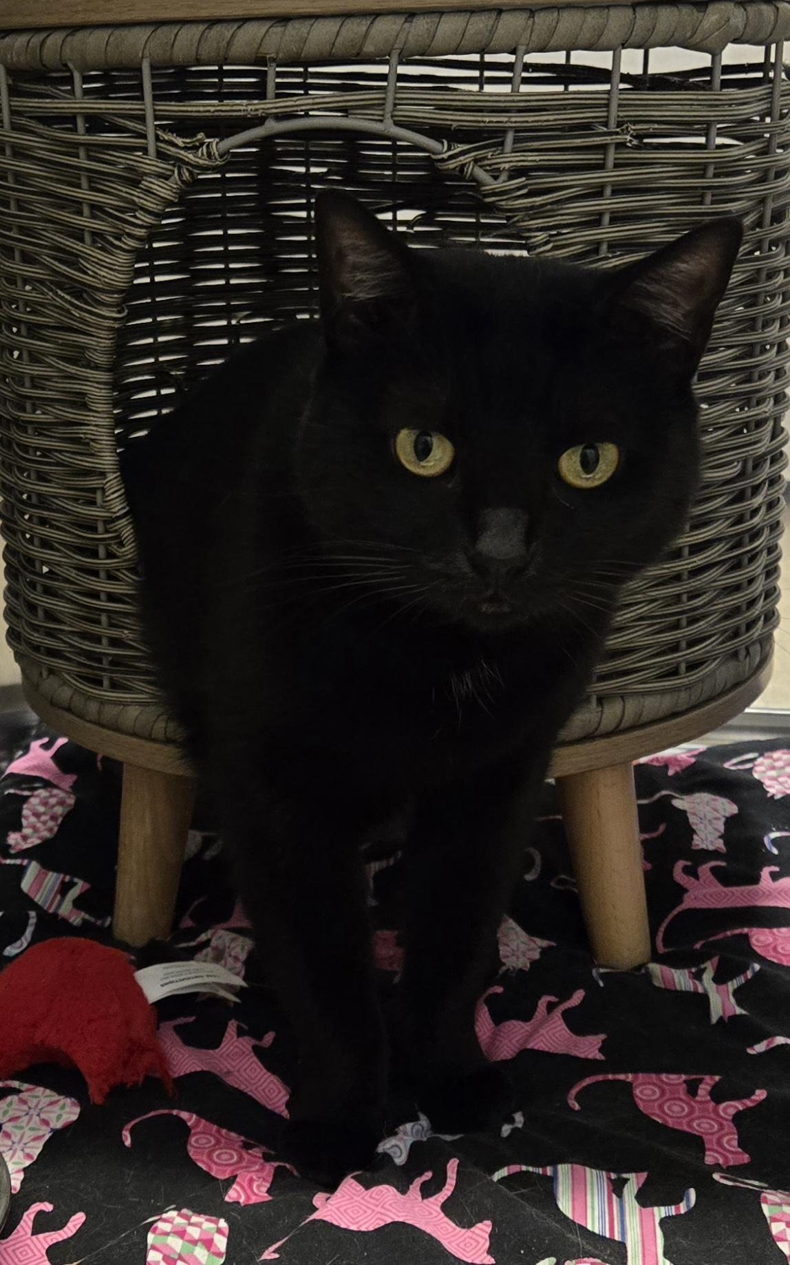 Estrella, ADOPTABLE, Adult Female Domestic Short Hair.