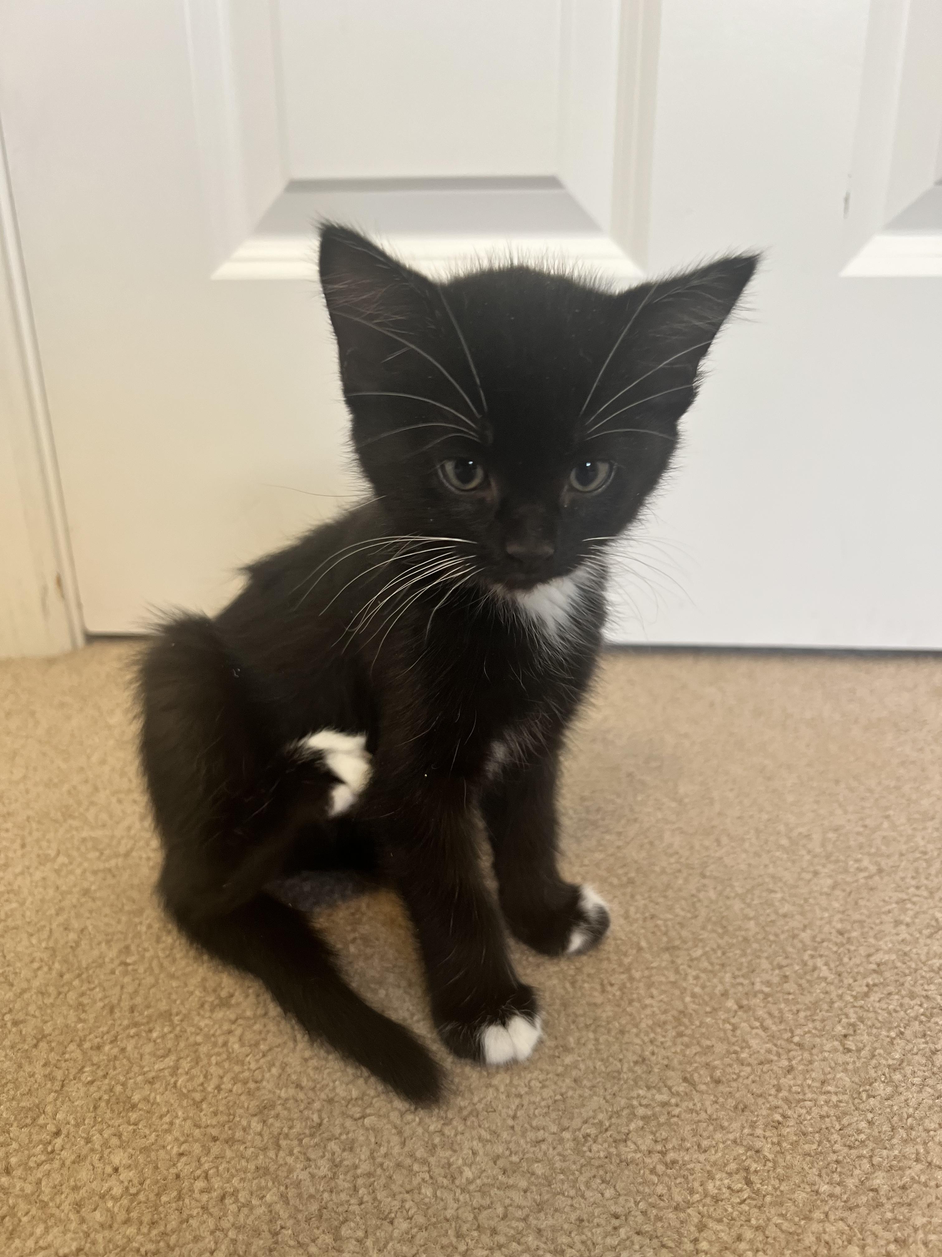 Treble, an adopted Domestic Short Hair in Calgary, AB image 4/4