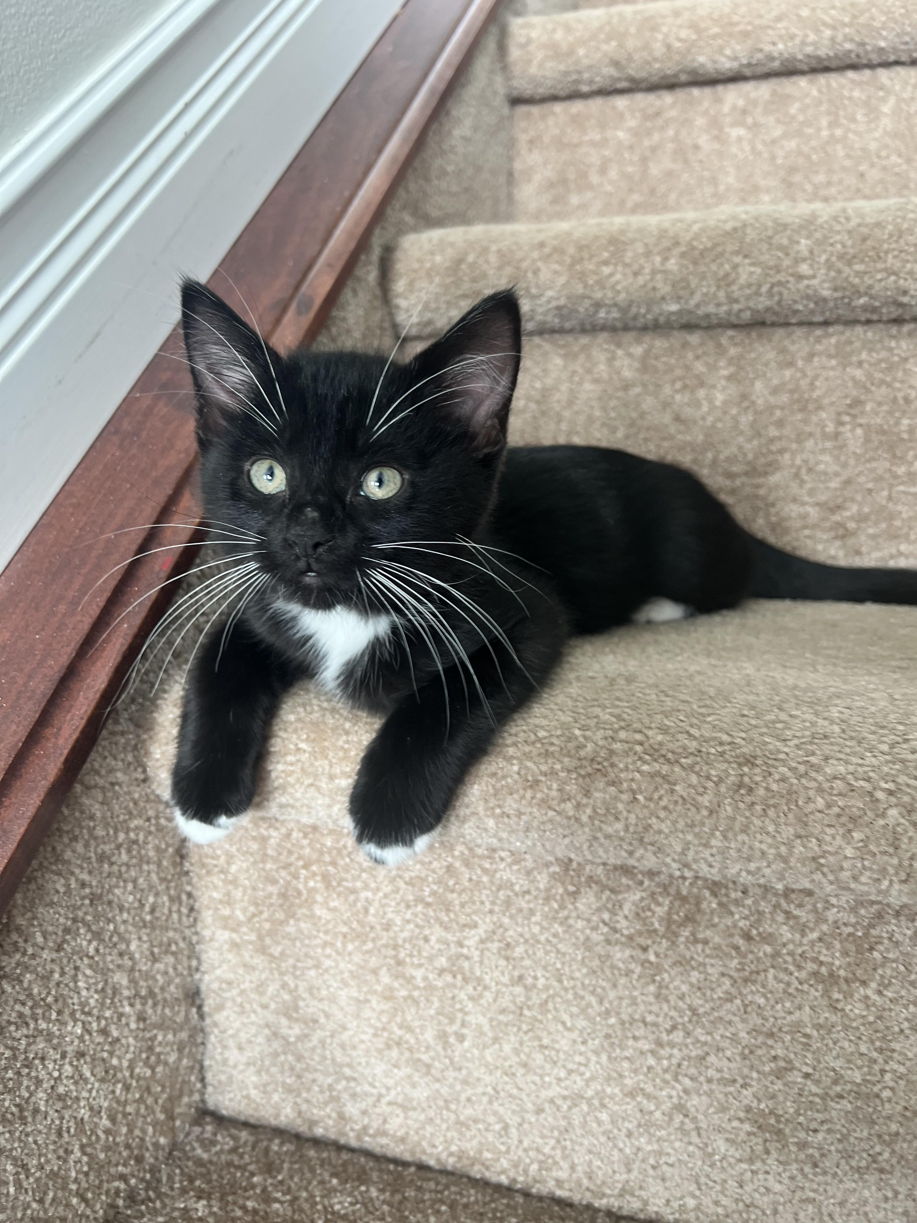 Treble, adopted, Kitten Female Domestic Short Hair.