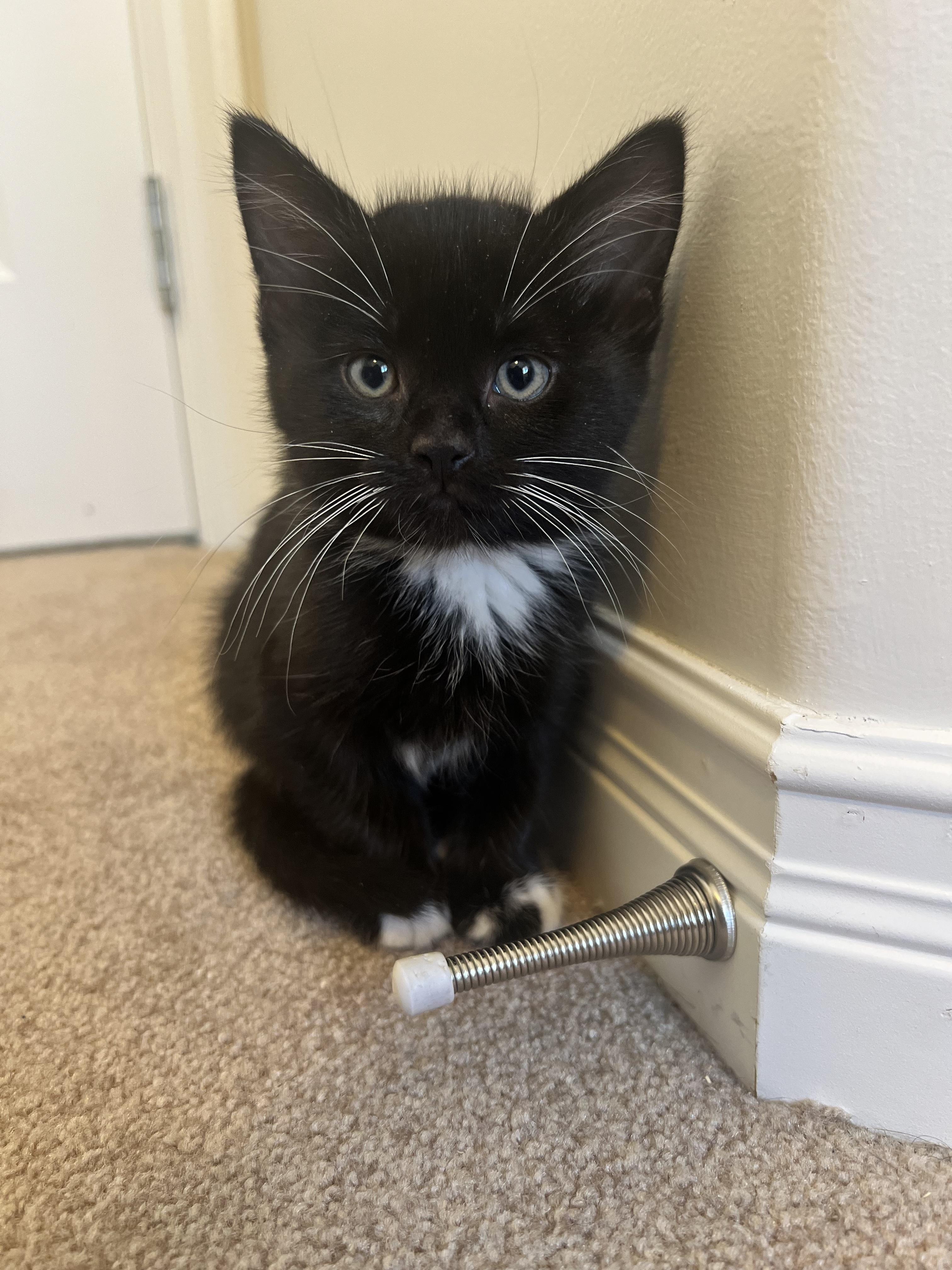 Treble, an adopted Domestic Short Hair in Calgary, AB image 2/4