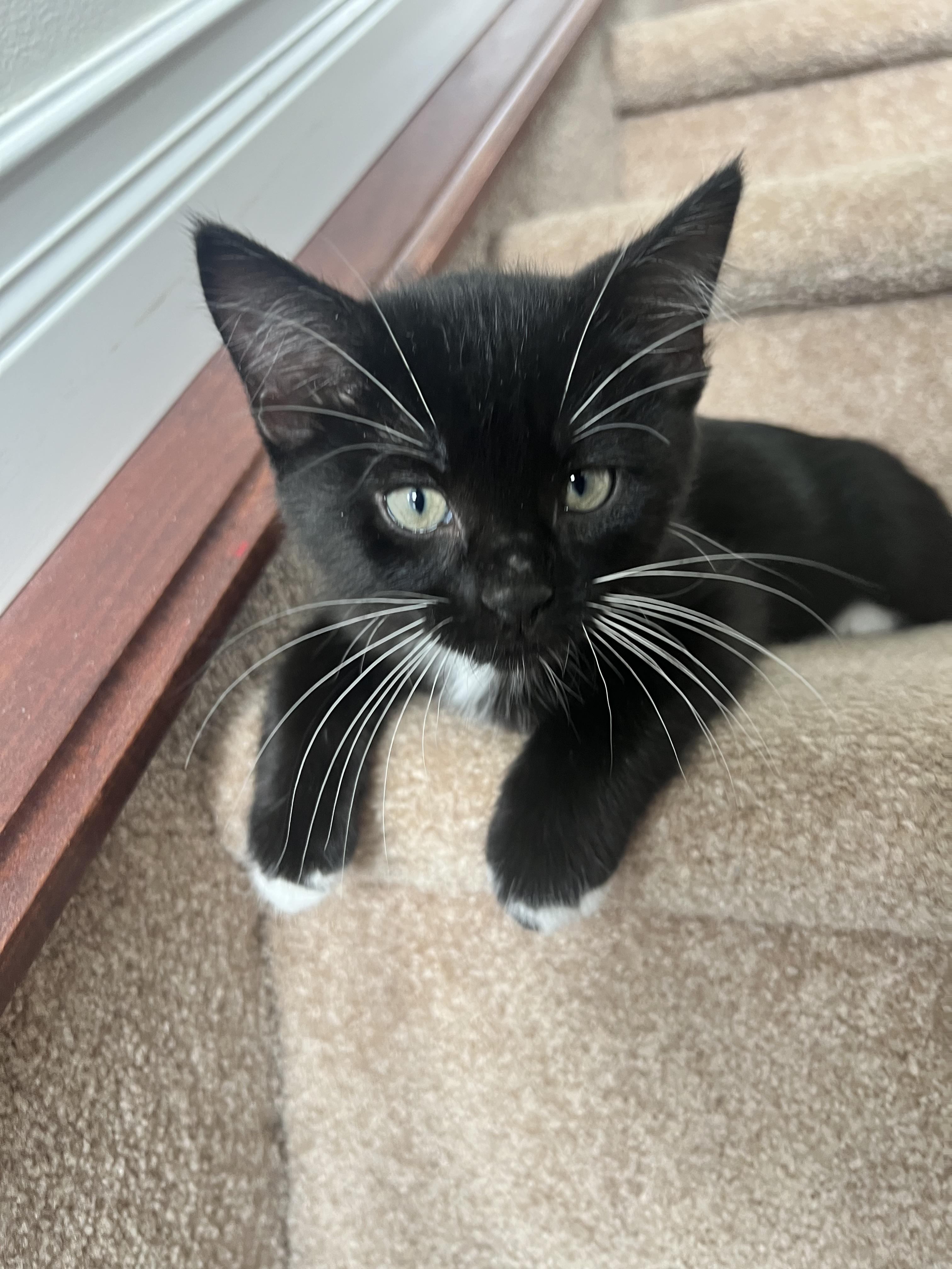 Treble, an adopted Domestic Short Hair in Calgary, AB image 3/4