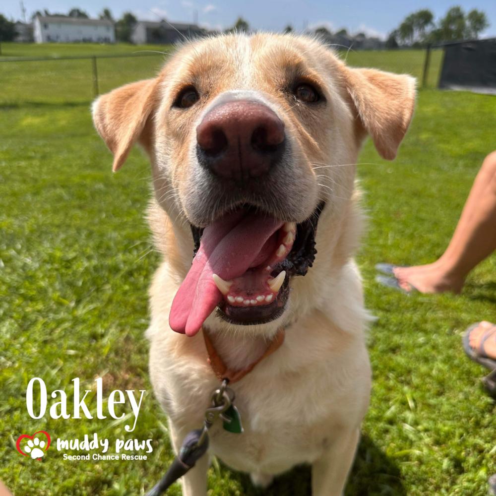 Andy Oakley aka Oakley, a Adoptable mixed breed in Council Bluffs, IA image 1/6