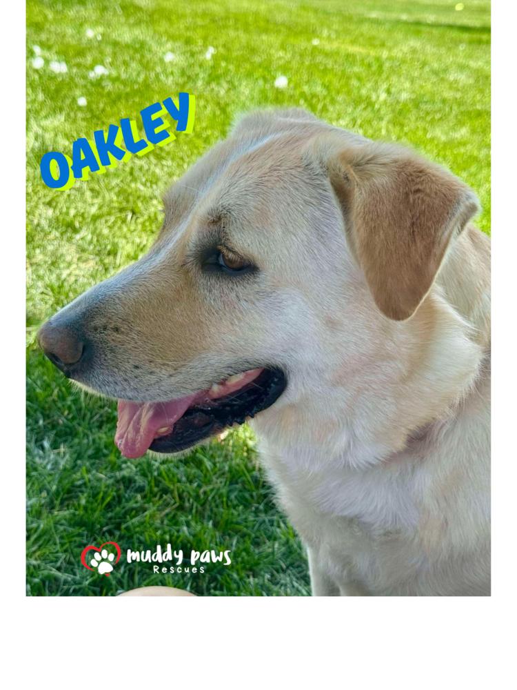 Andy Oakley aka Oakley, a Adoptable mixed breed in Council Bluffs, IA image 2/6