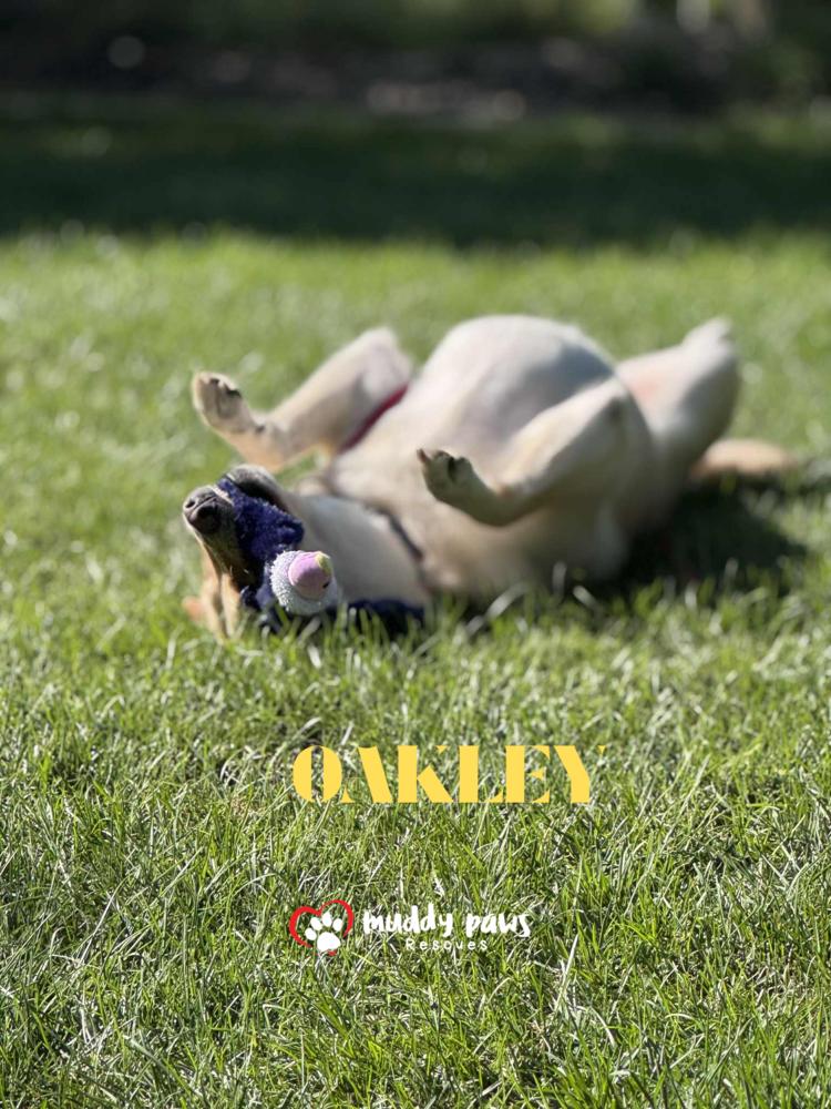 Andy Oakley aka Oakley, a Adoptable mixed breed in Council Bluffs, IA image 3/6