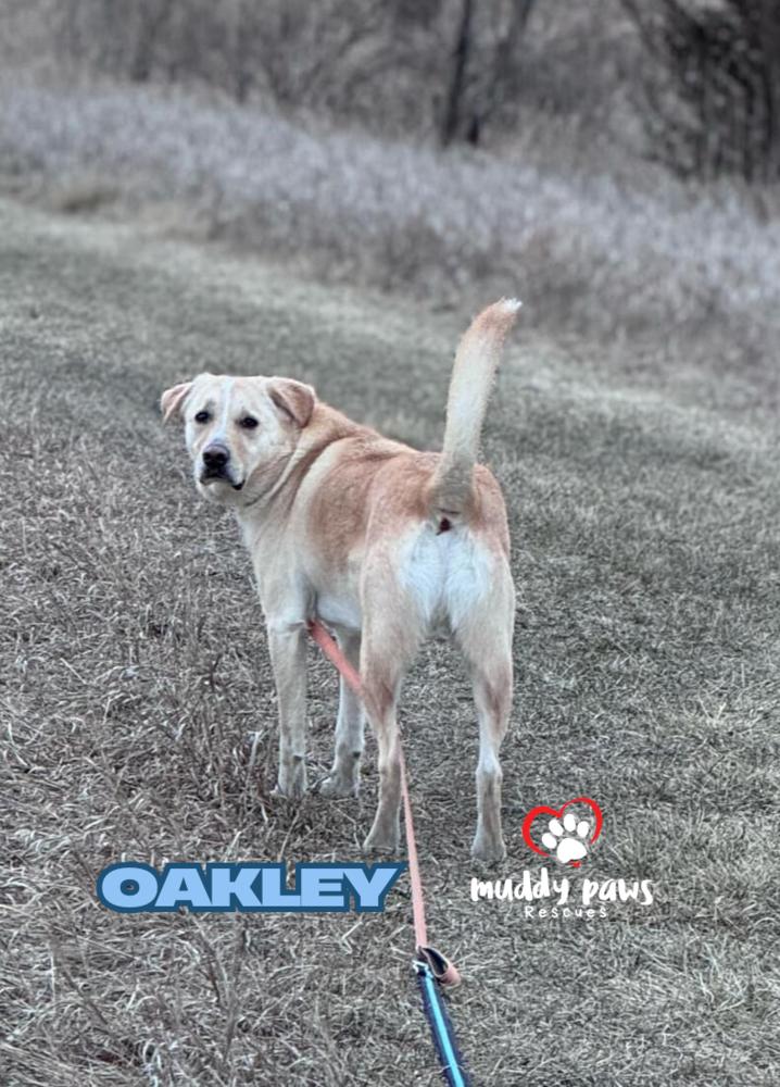 Andy Oakley aka Oakley, a Adoptable mixed breed in Council Bluffs, IA image 4/6