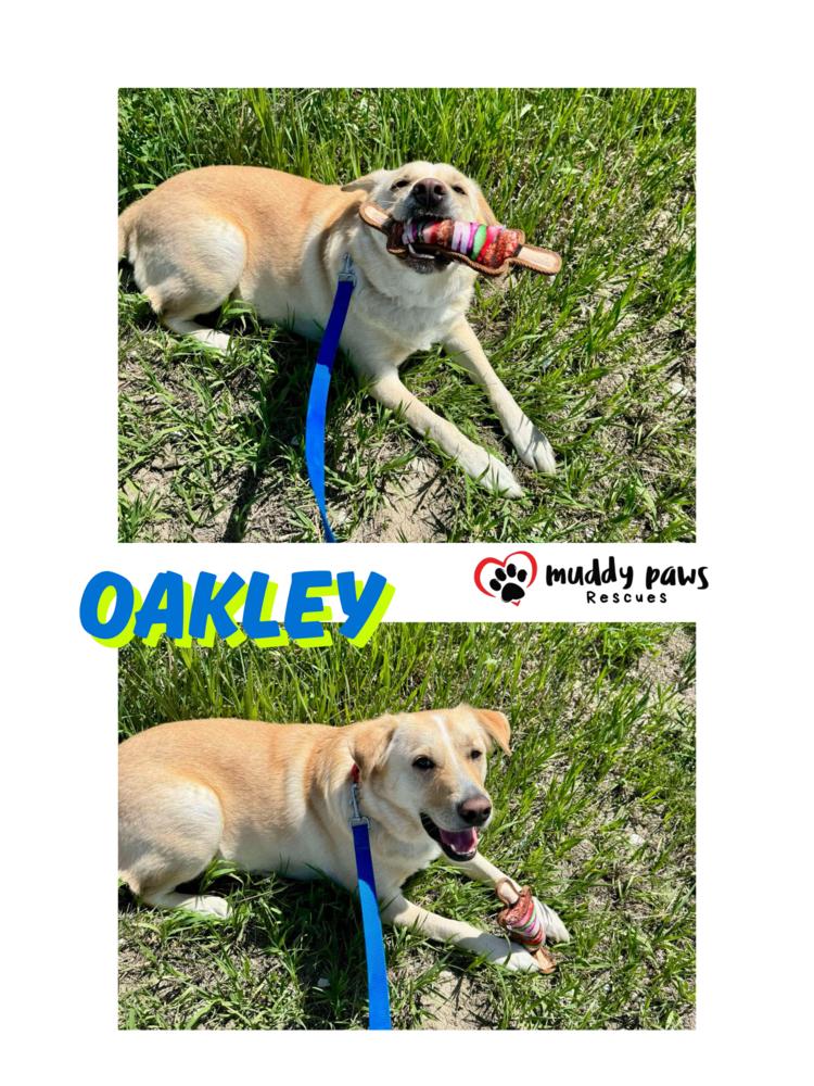 Andy Oakley aka Oakley, a Adoptable mixed breed in Council Bluffs, IA image 5/6