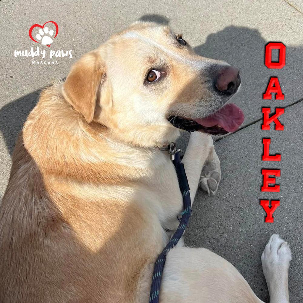 Andy Oakley aka Oakley, a Adoptable mixed breed in Council Bluffs, IA image 6/6