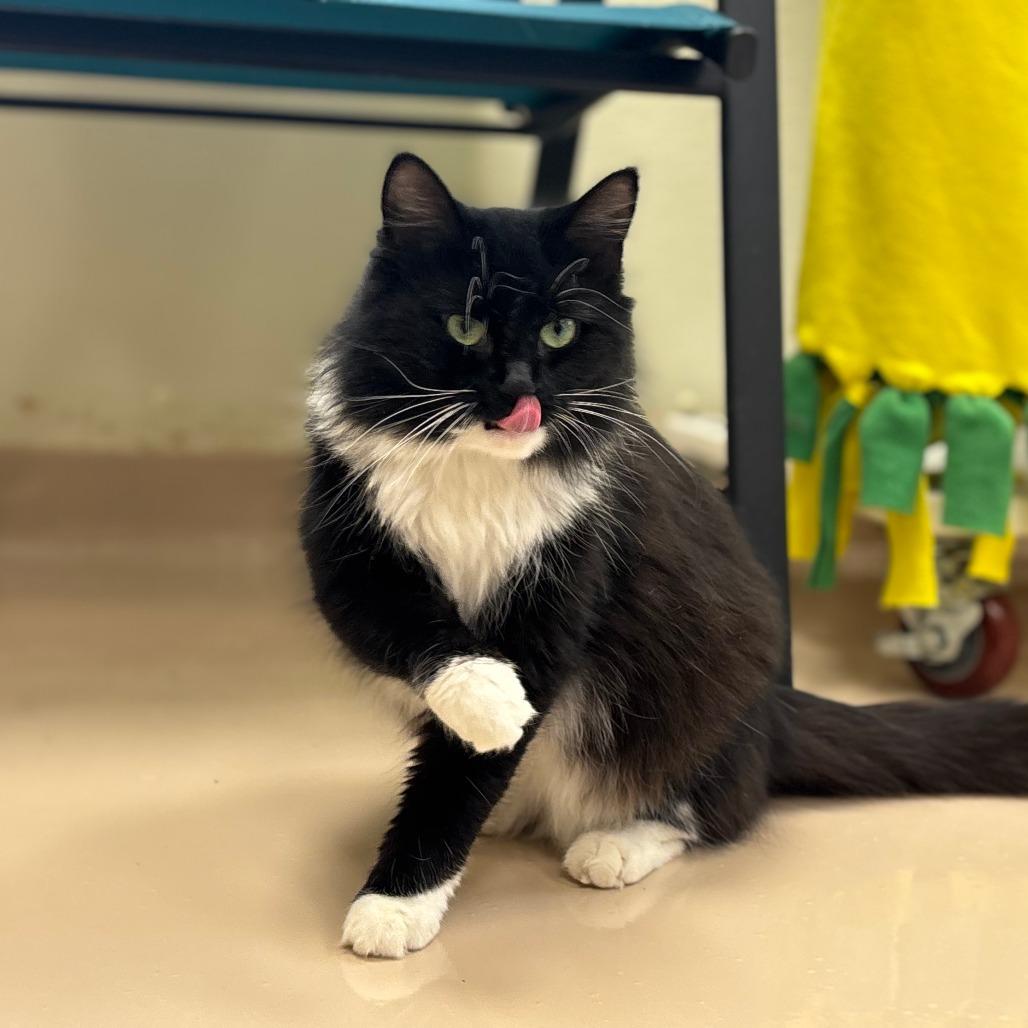 Selena, a Adoptable Domestic Long Hair in Greensboro, GA image 1/4