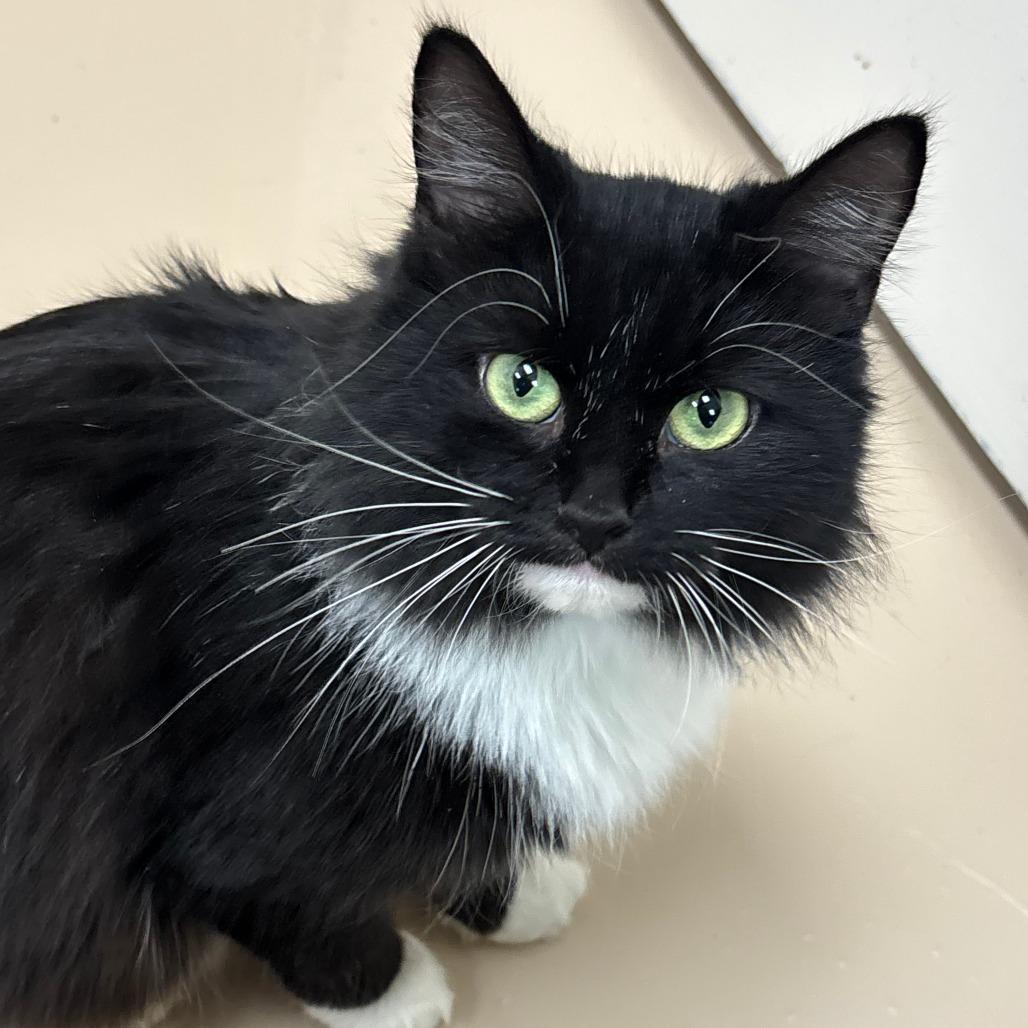 Selena, a Adoptable Domestic Long Hair in Greensboro, GA image 2/4