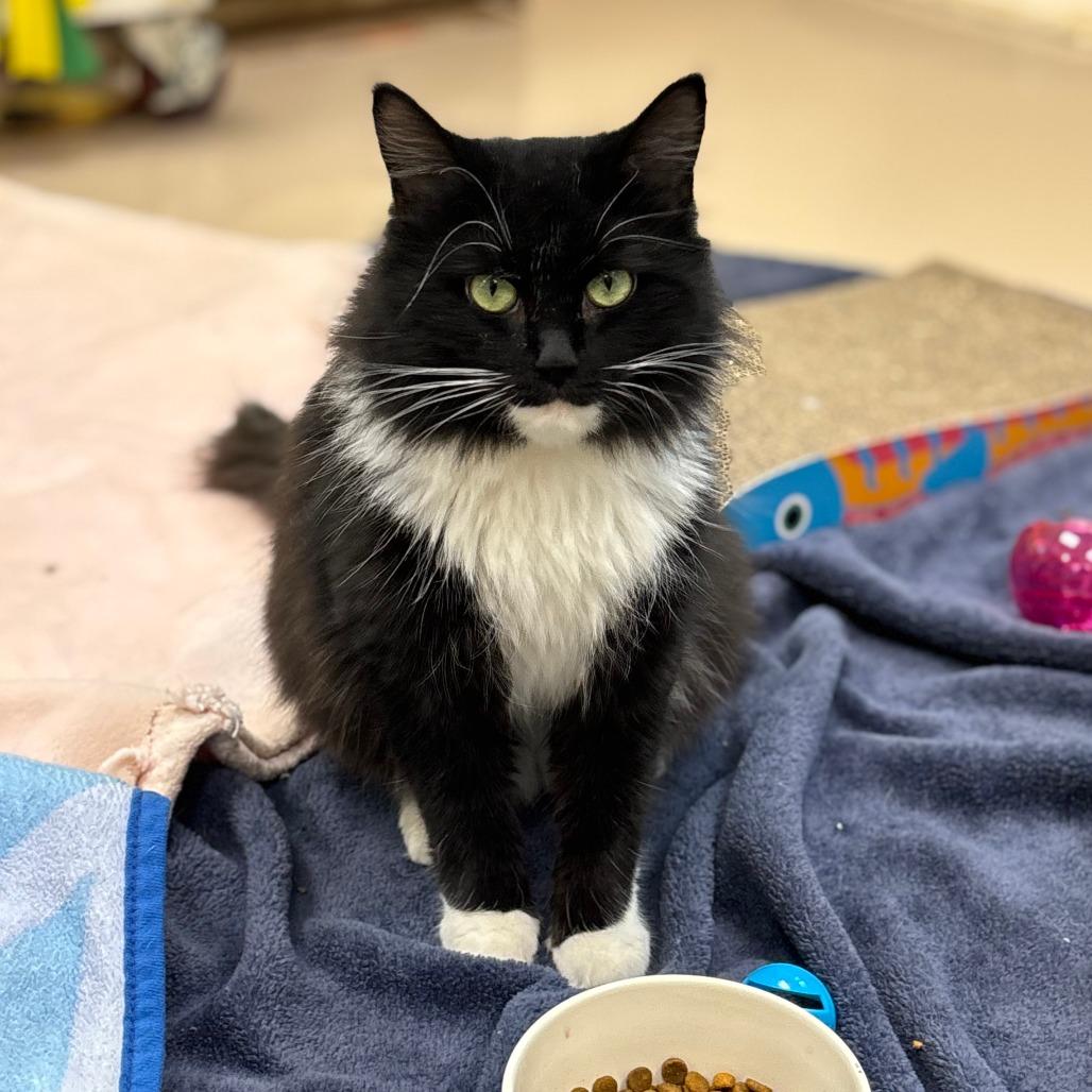 Selena, a Adoptable Domestic Long Hair in Greensboro, GA image 3/4