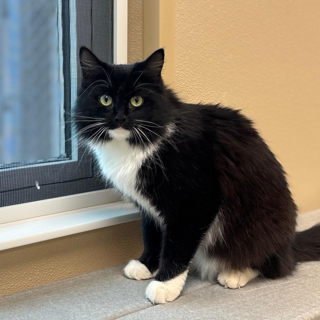 Selena, a Adoptable Domestic Long Hair in Greensboro, GA image 4/4