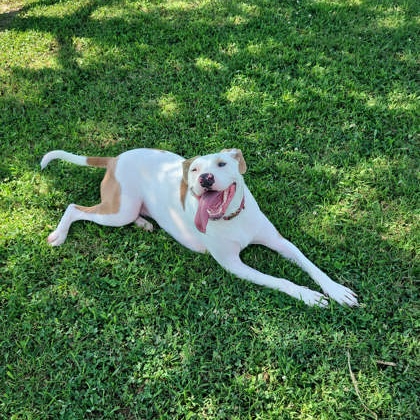 Lady (140078) (In a Foster Home)