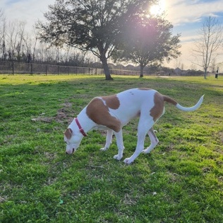 Lady (140078) (In a Foster Home)