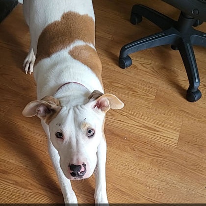 Lady (140078) (In a Foster Home), Adoptable, Young Female Terrier.