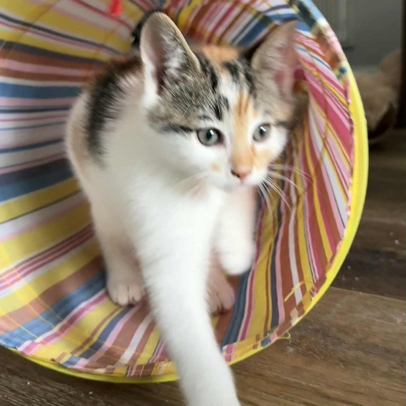 Cozy *Adorable Calico/White Kitten*, a Adoptable Domestic Short Hair in Riverview, FL image 6/6