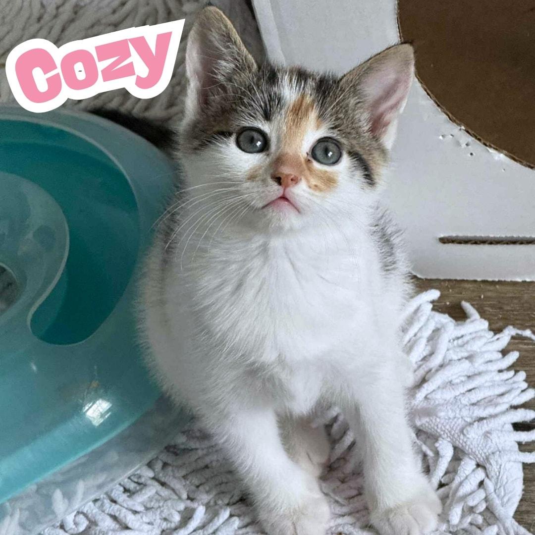 Cozy *Adorable Calico/White Kitten*, a Adoptable Domestic Short Hair in Riverview, FL image 5/6