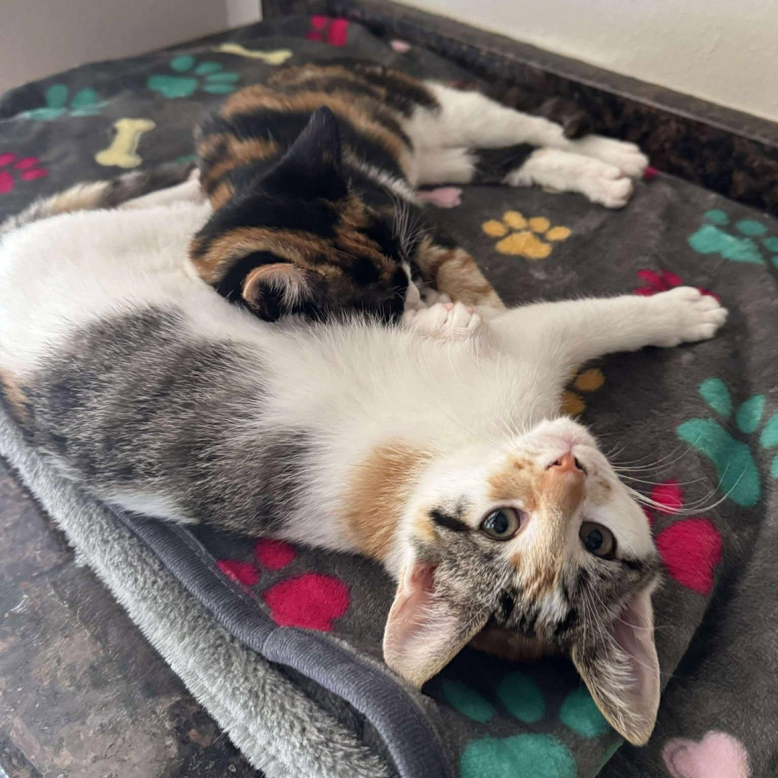 Cozy *Adorable Calico/White Kitten*, a Adoptable Domestic Short Hair in Riverview, FL image 3/6