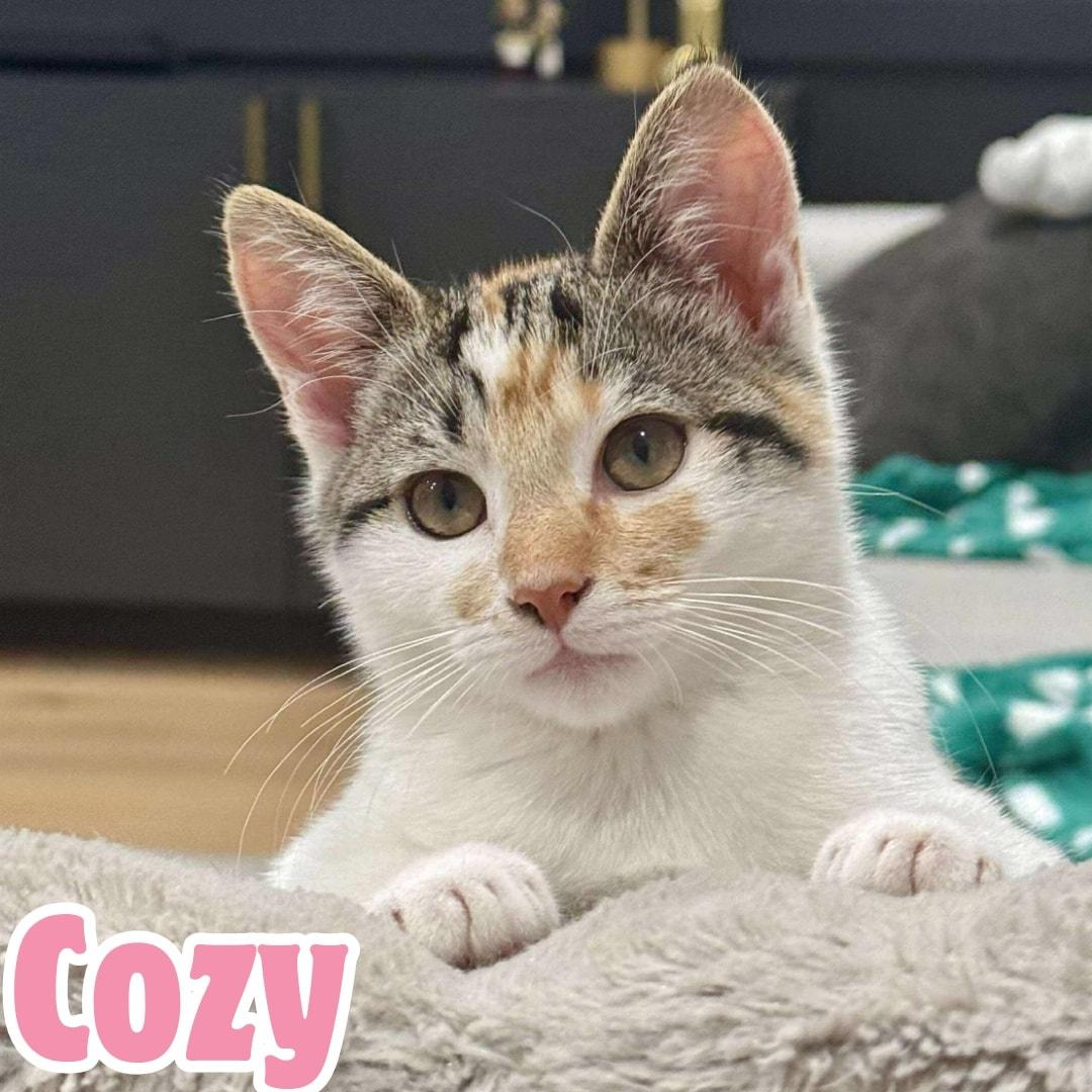 Cozy *Adorable Calico/White Kitten*, a Adoptable Domestic Short Hair in Riverview, FL image 1/6