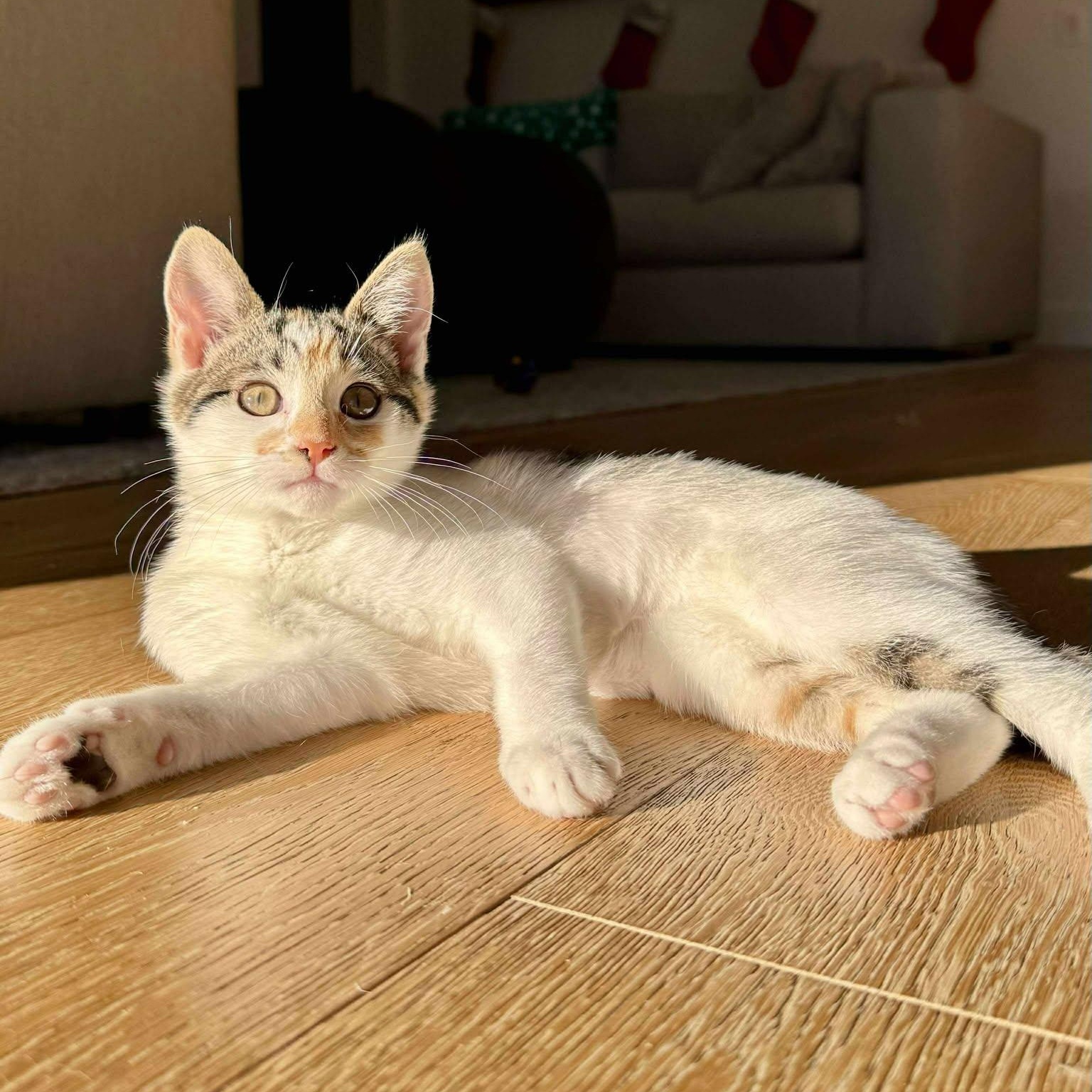 Cozy *Adorable Calico/White Kitten*, a Adoptable Domestic Short Hair in Riverview, FL image 2/6