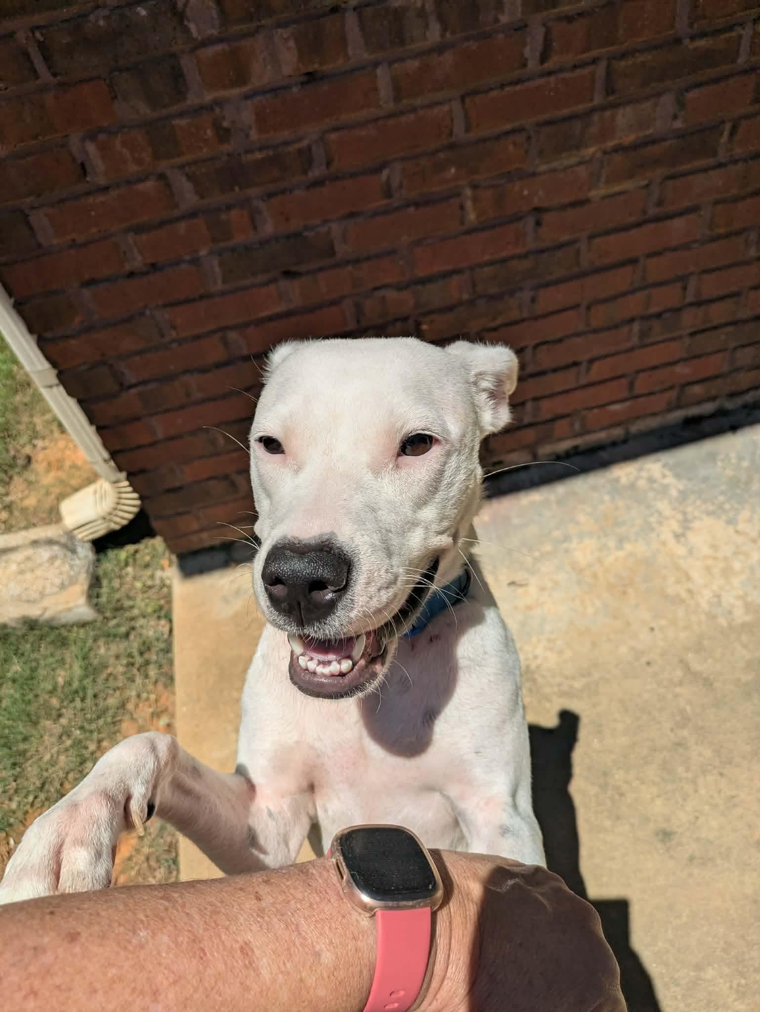 Enlarge Joy, a Adoptable mixed breed in Crystal Lake, IL image 3/4