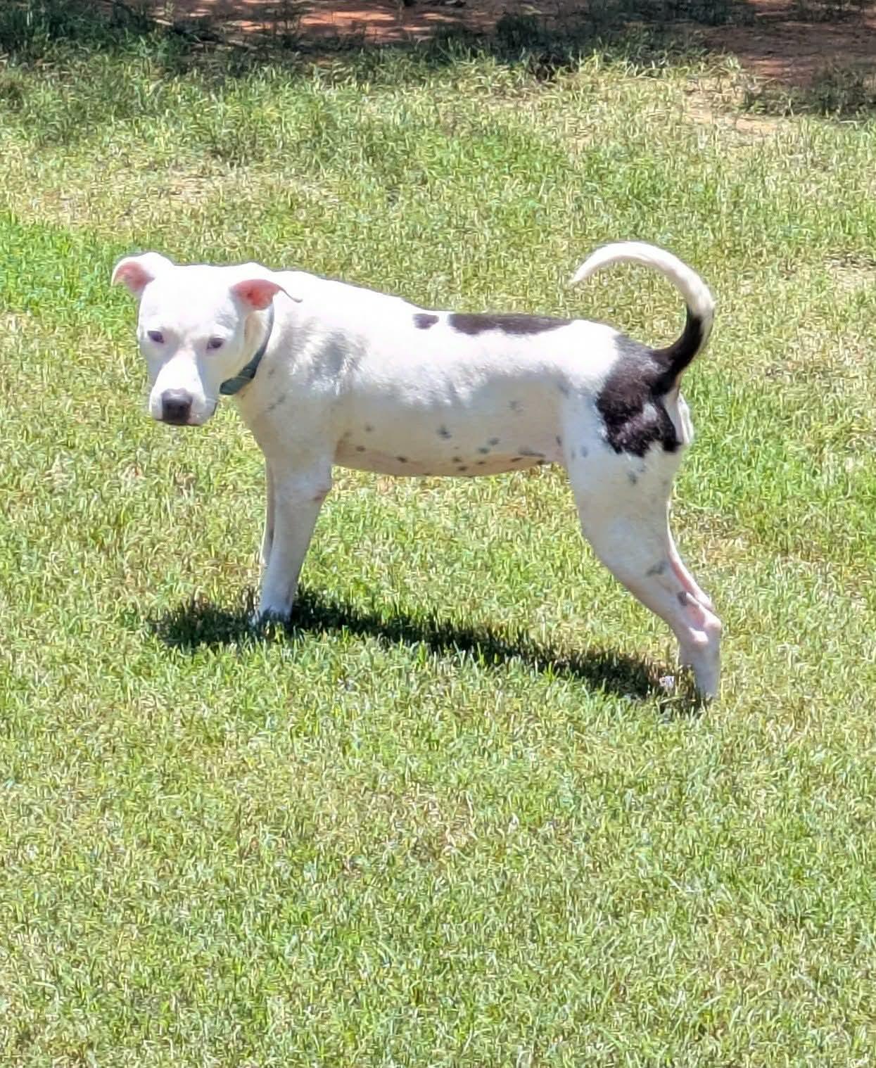 Enlarge Joy, a Adoptable mixed breed in Crystal Lake, IL image 4/4