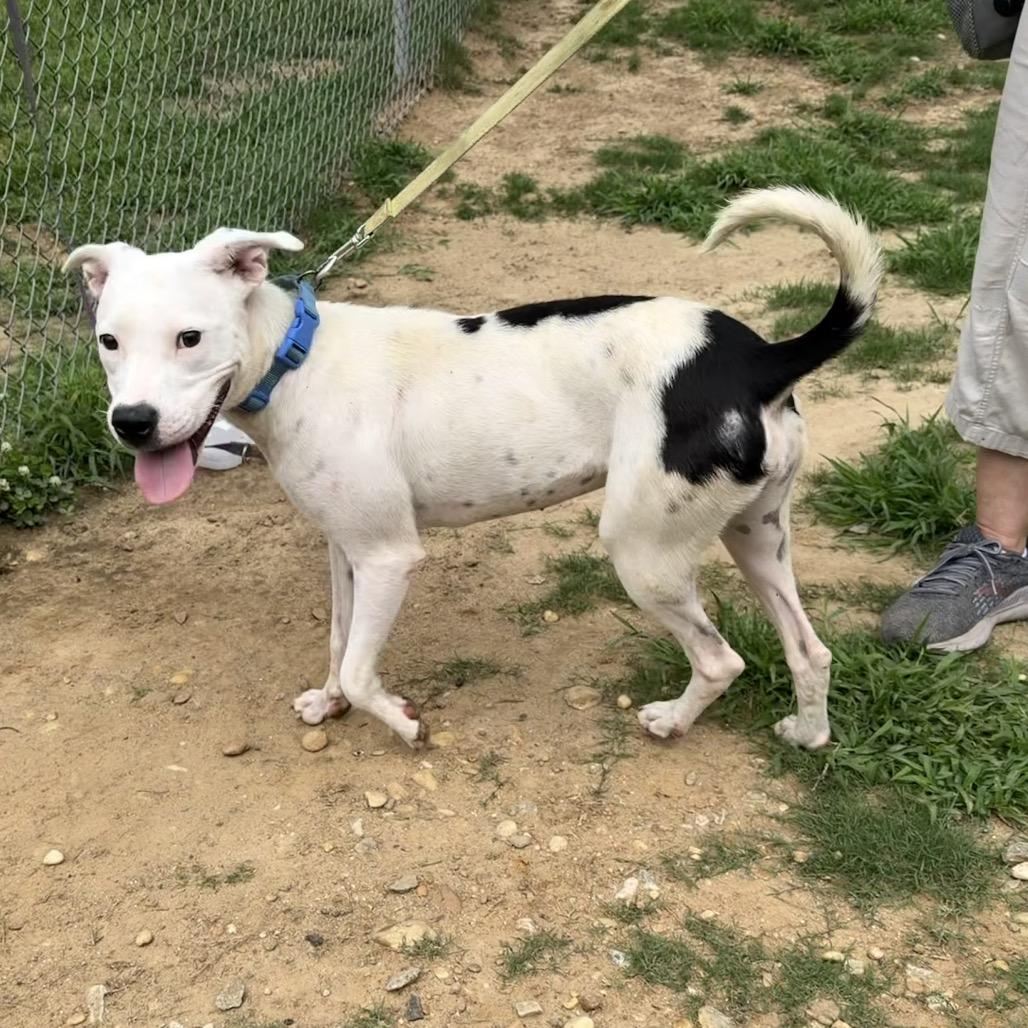 Joy, Adoptable, Young Female Pit Bull Terrier.