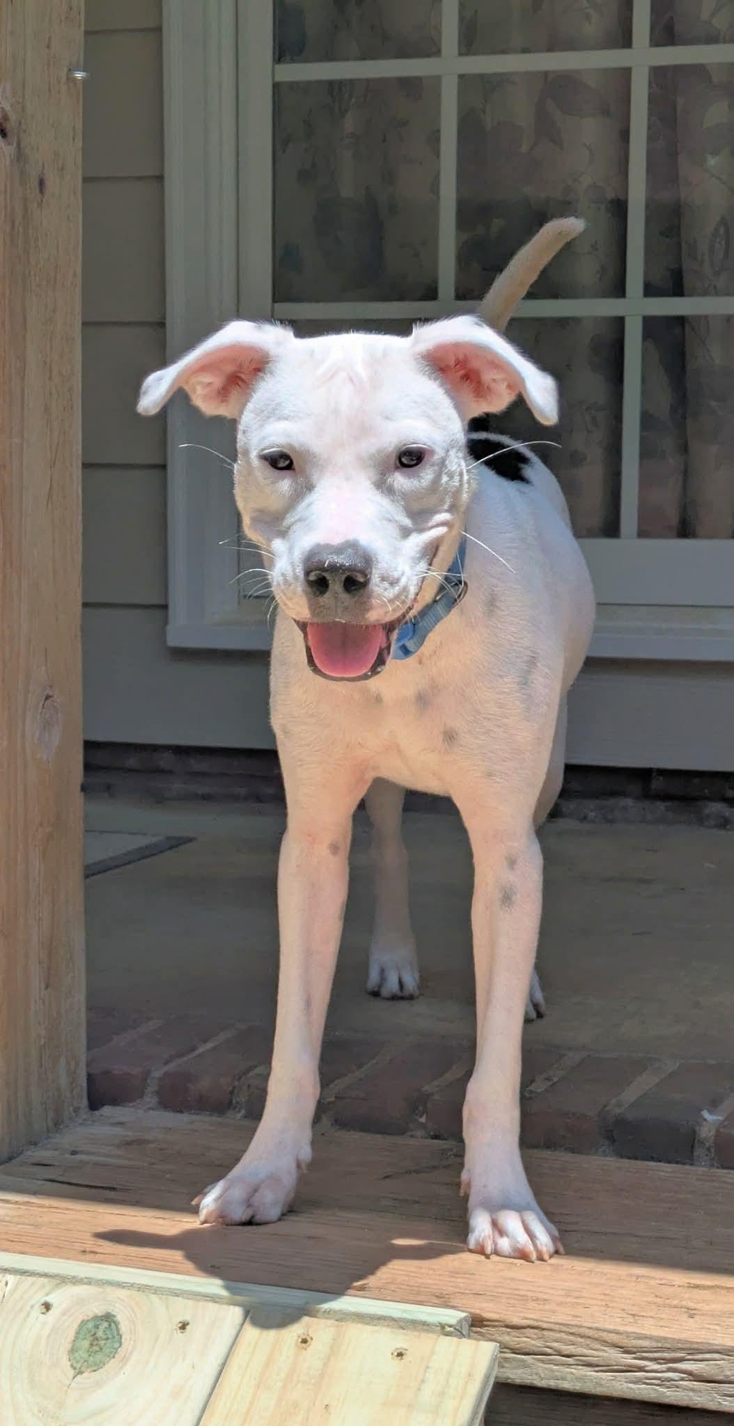 Enlarge Joy, a Adoptable mixed breed in Crystal Lake, IL image 2/4