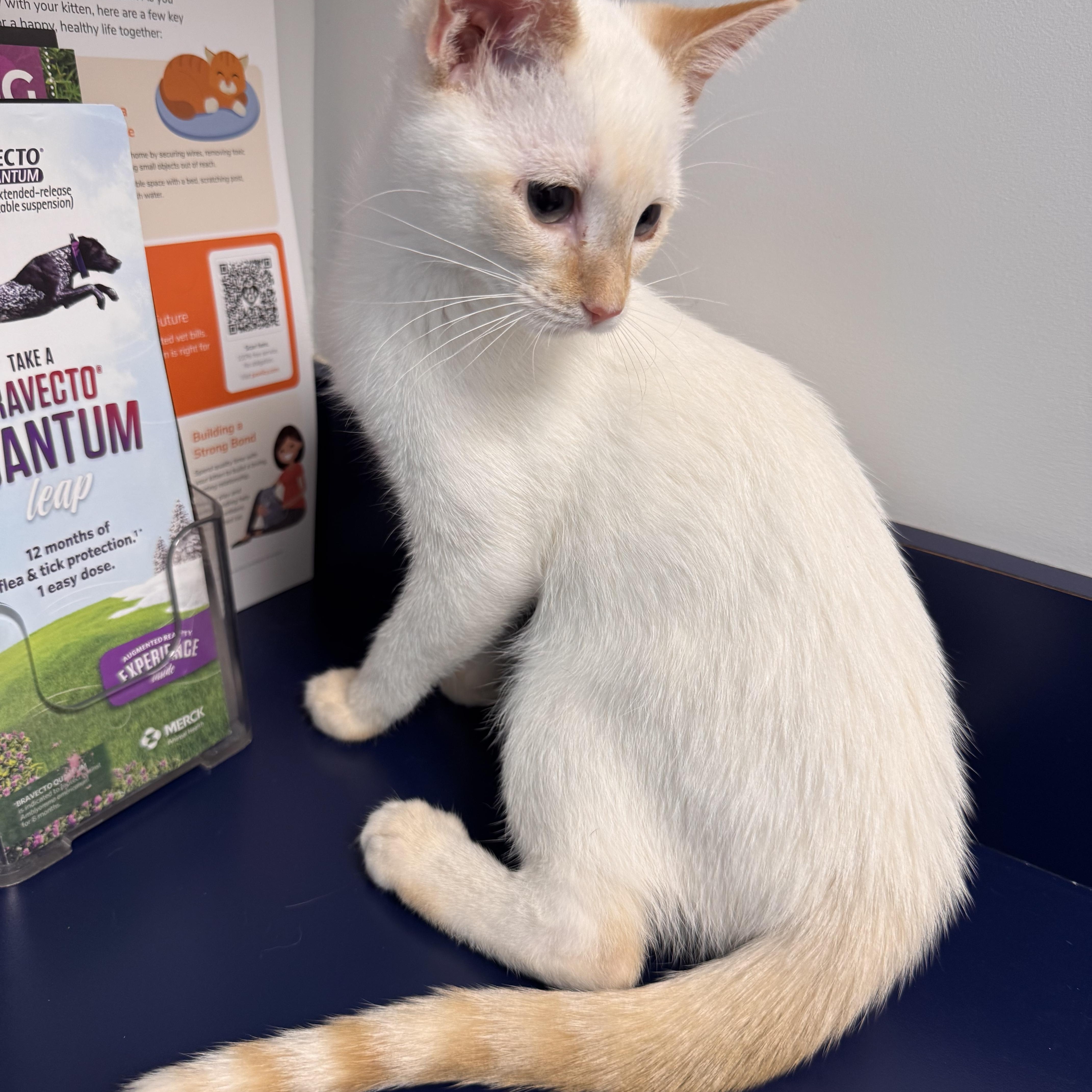 Enlarge Coconut, a Adoptable Siamese in Tallahassee, FL image 5/6