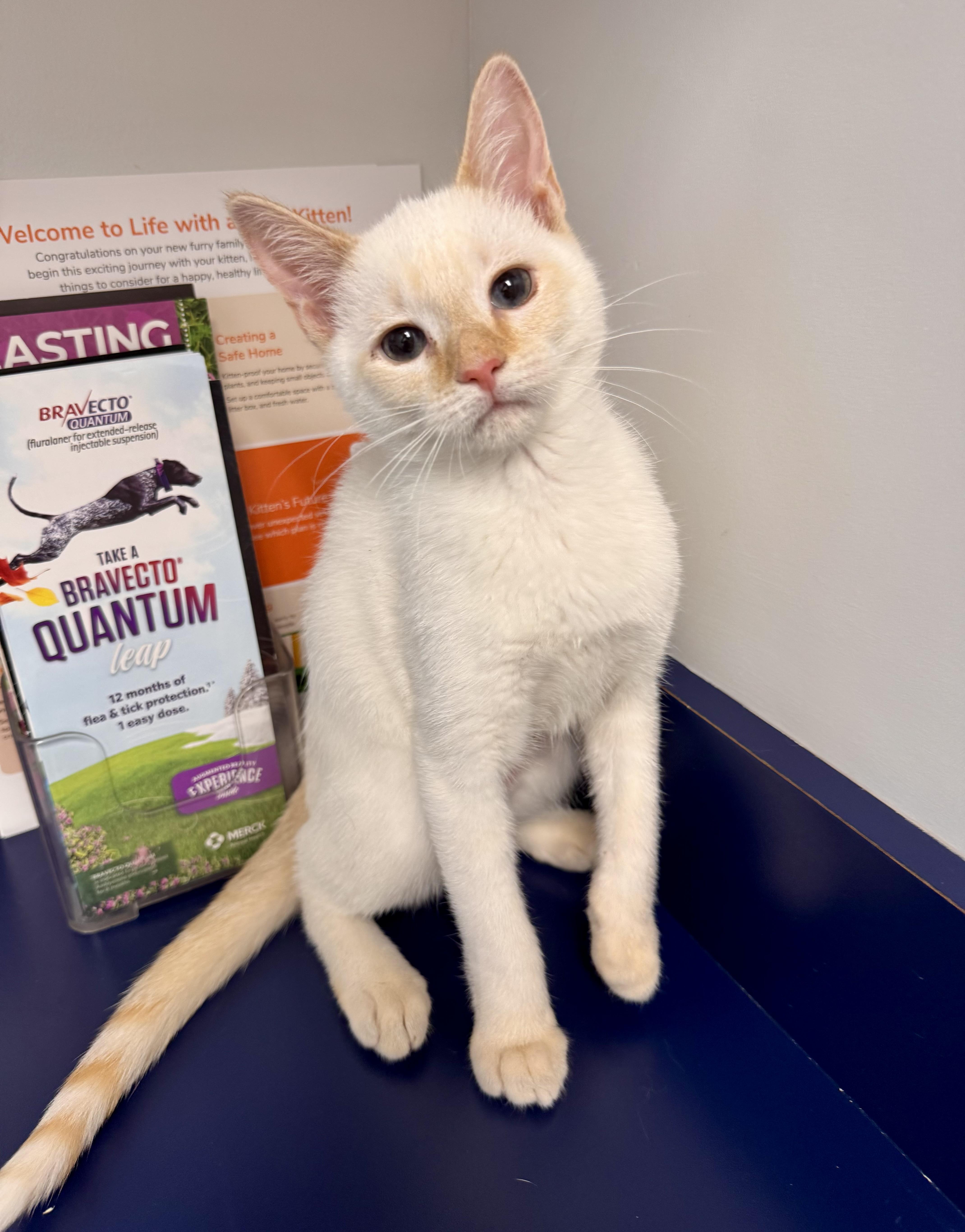 Enlarge Coconut, a Adoptable Siamese in Tallahassee, FL image 1/6
