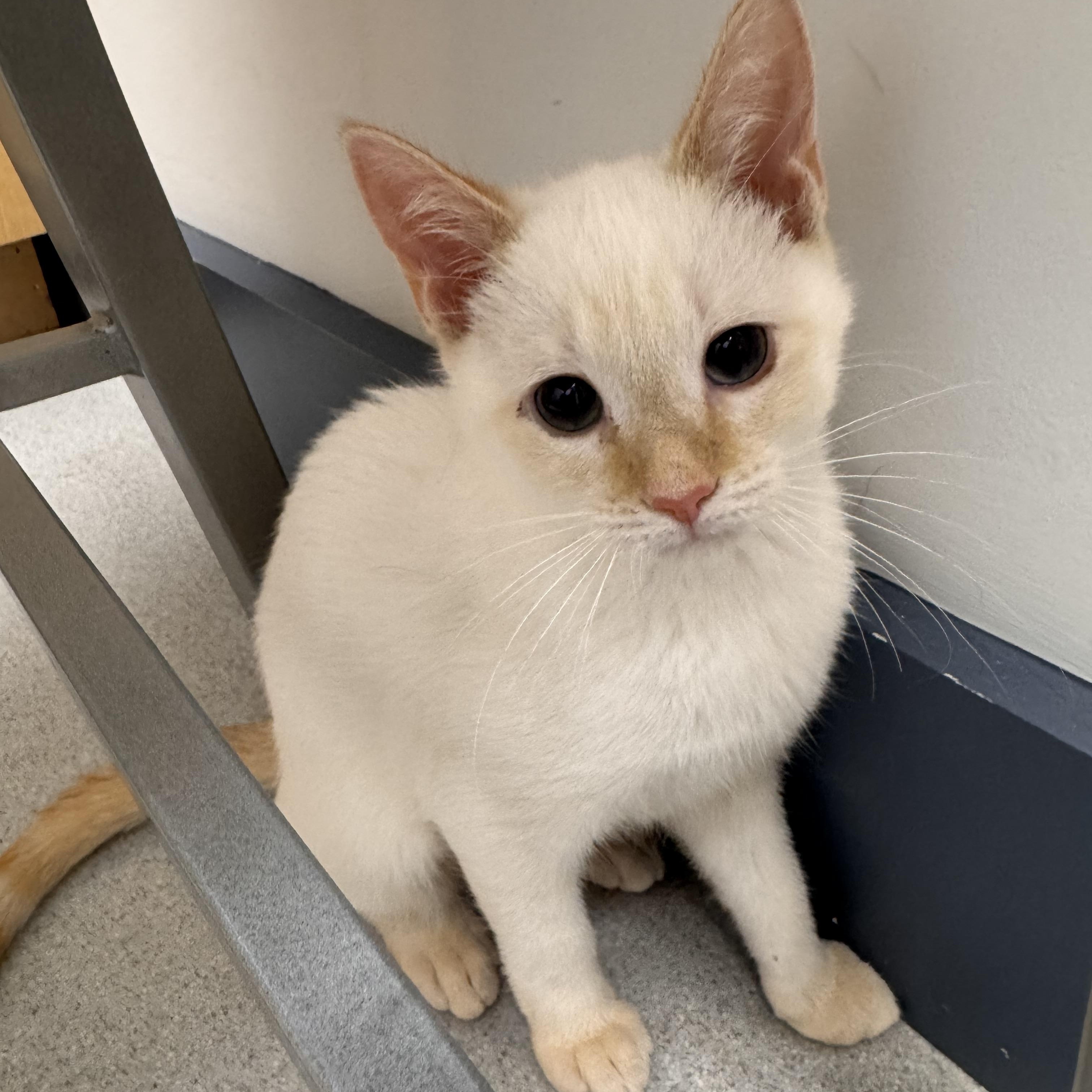 Enlarge Coconut, a Adoptable Siamese in Tallahassee, FL image 2/6