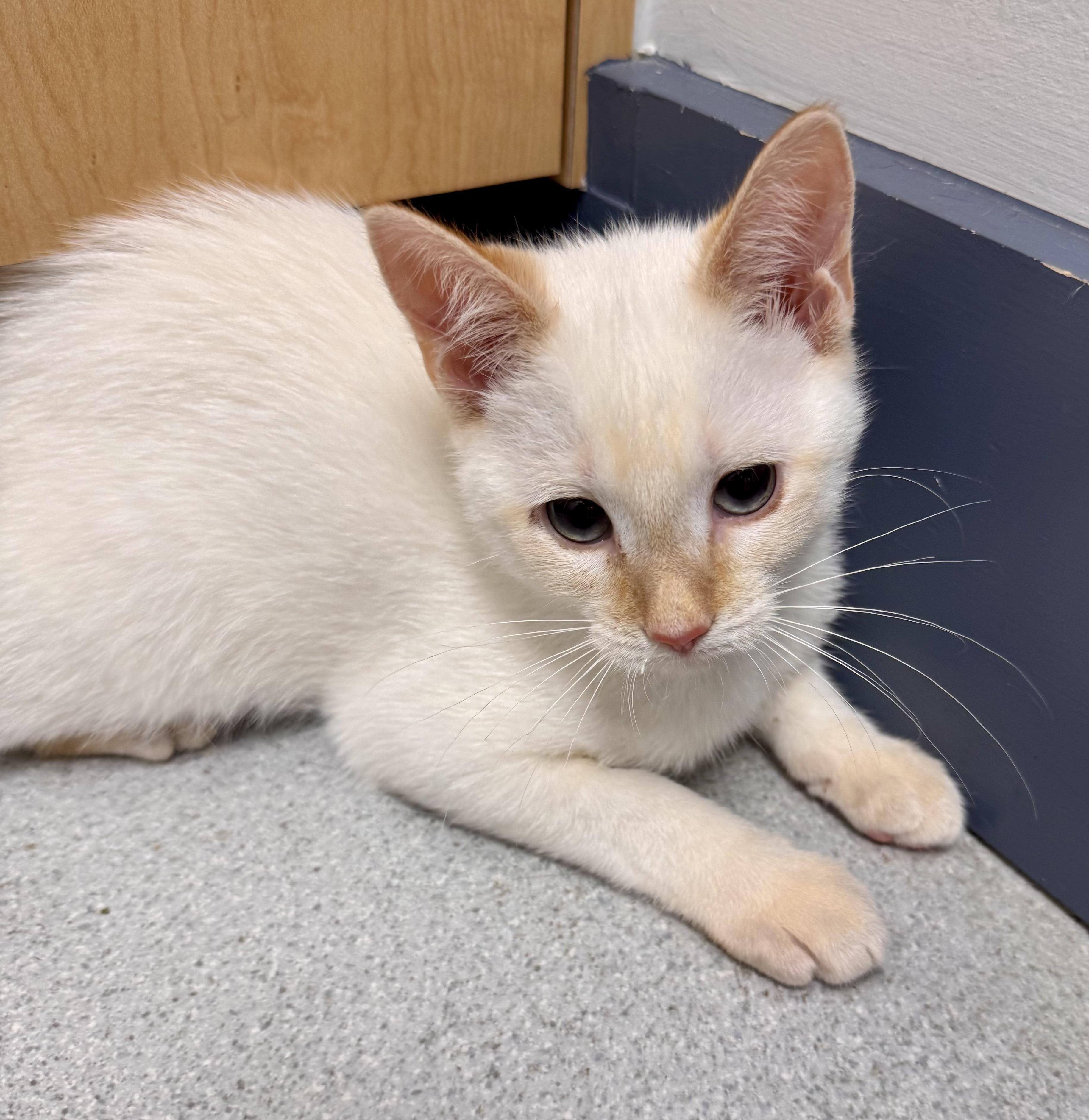 Enlarge Coconut, a Adoptable Siamese in Tallahassee, FL image 3/6