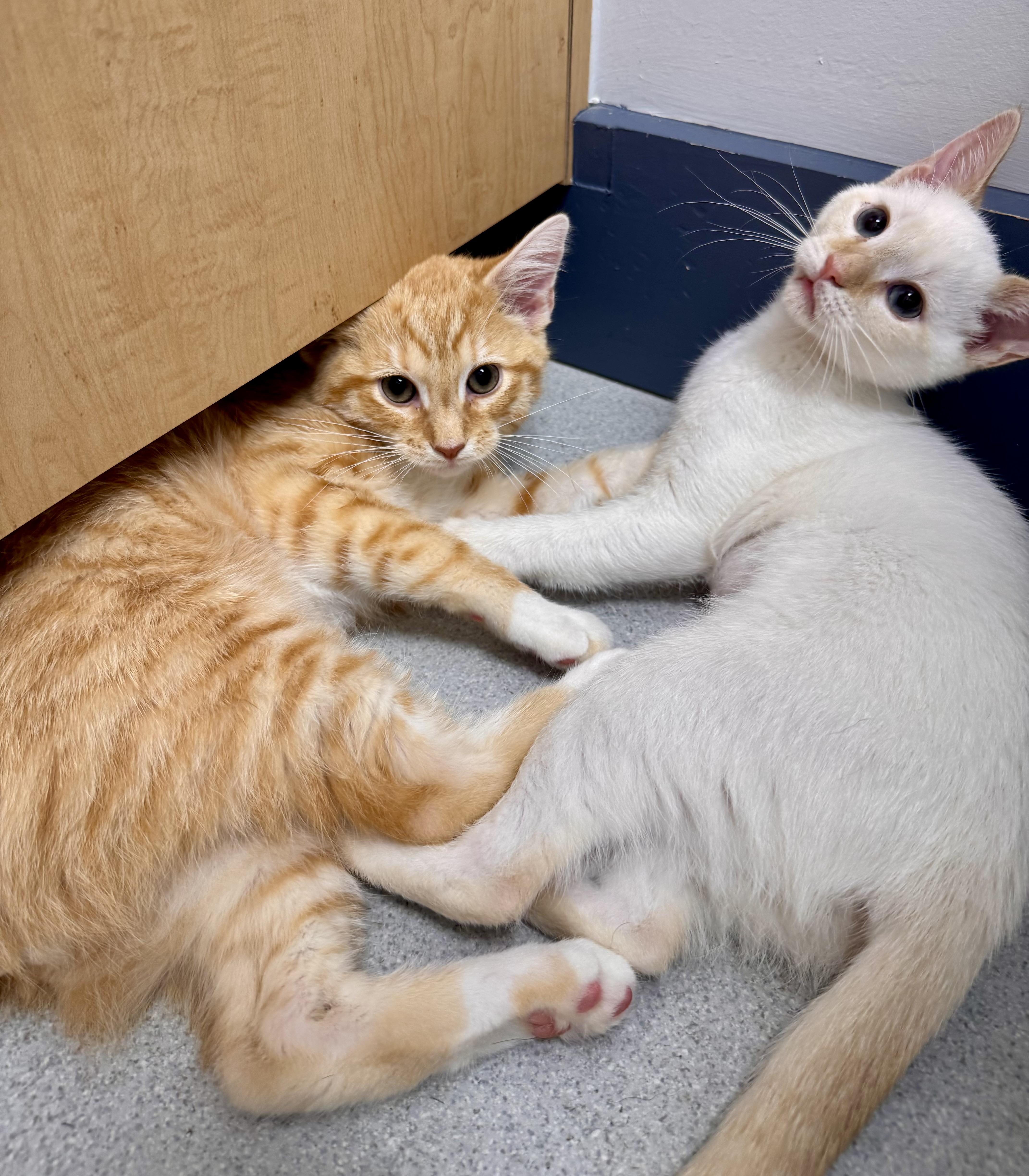 Enlarge Coconut, a Adoptable Siamese in Tallahassee, FL image 6/6