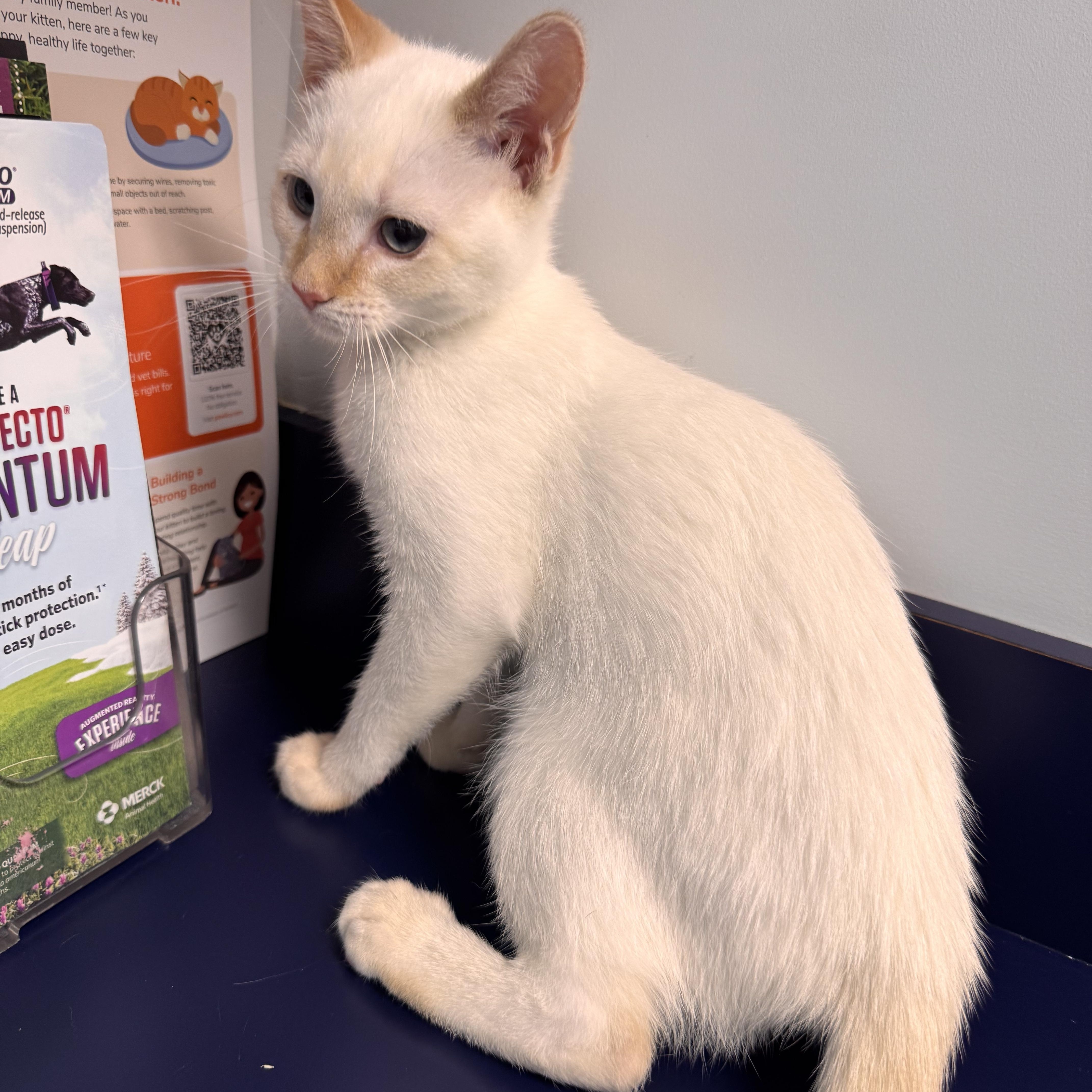 Enlarge Coconut, a Adoptable Siamese in Tallahassee, FL image 4/6